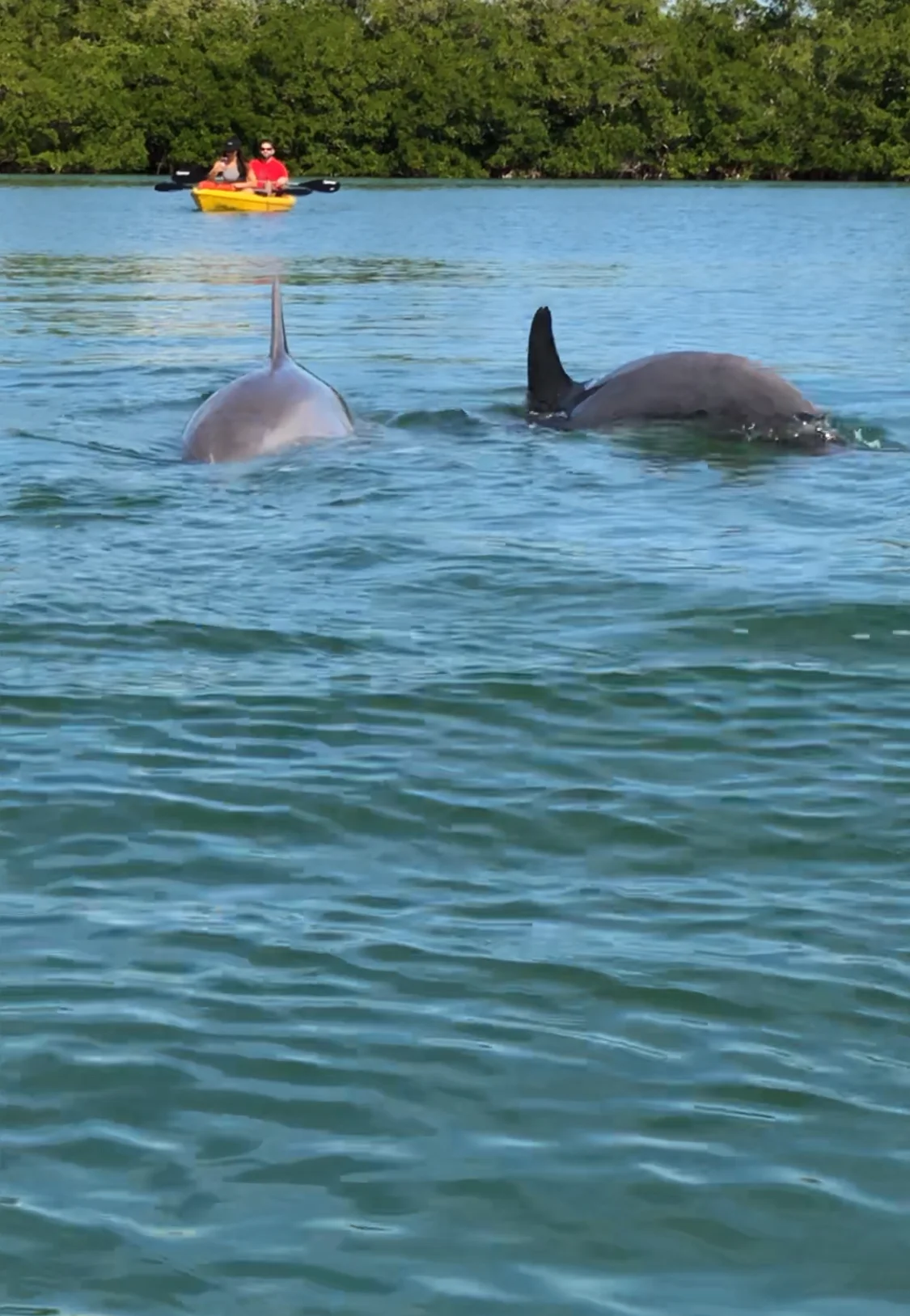 TED SPERLING NATURE PARK &amp; MANGROVE TUNNELS (SHORT VIDEO)