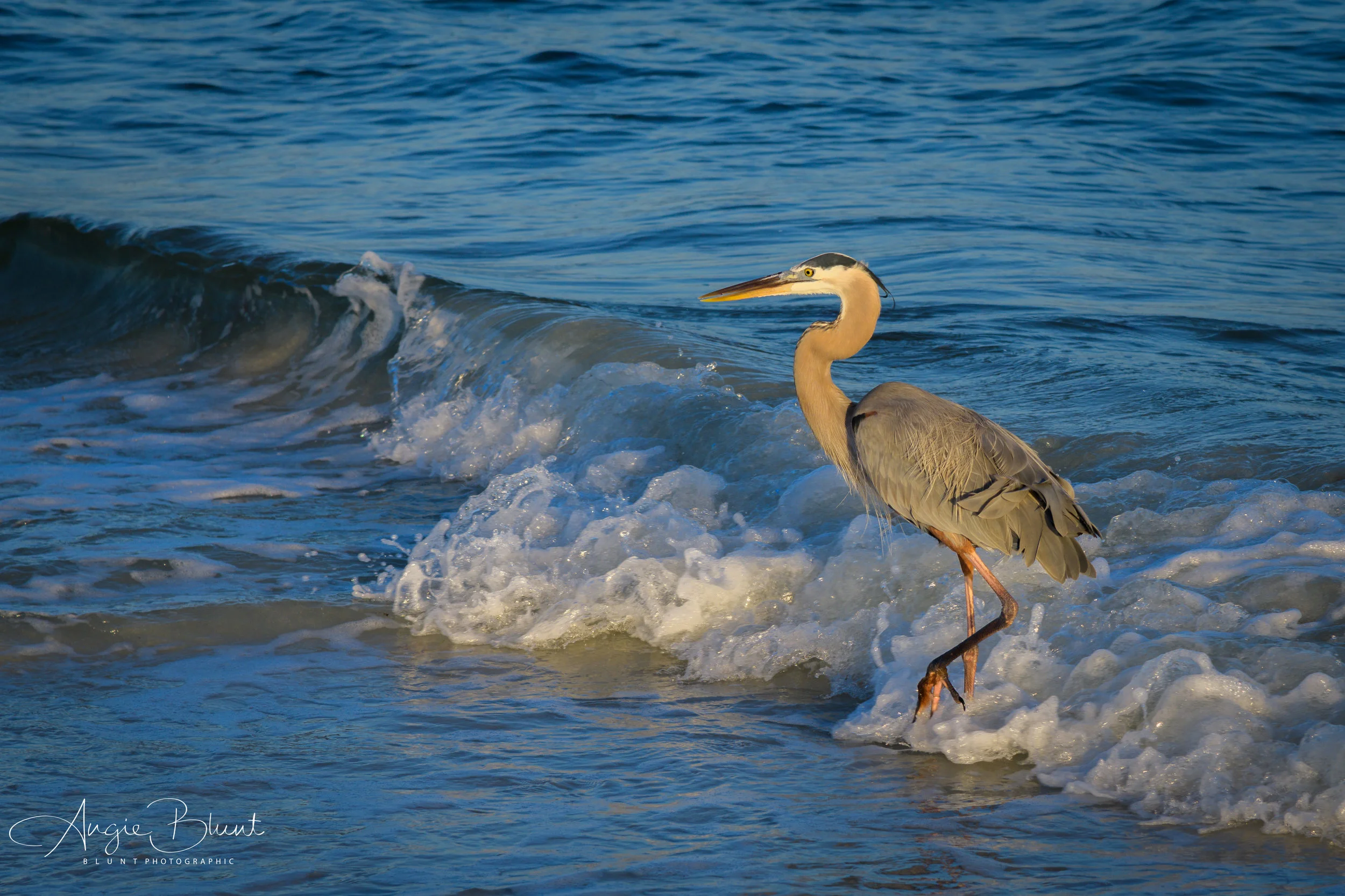 Great Blue Heron, Anna Maria, Florida (2018) - Angie Blunt