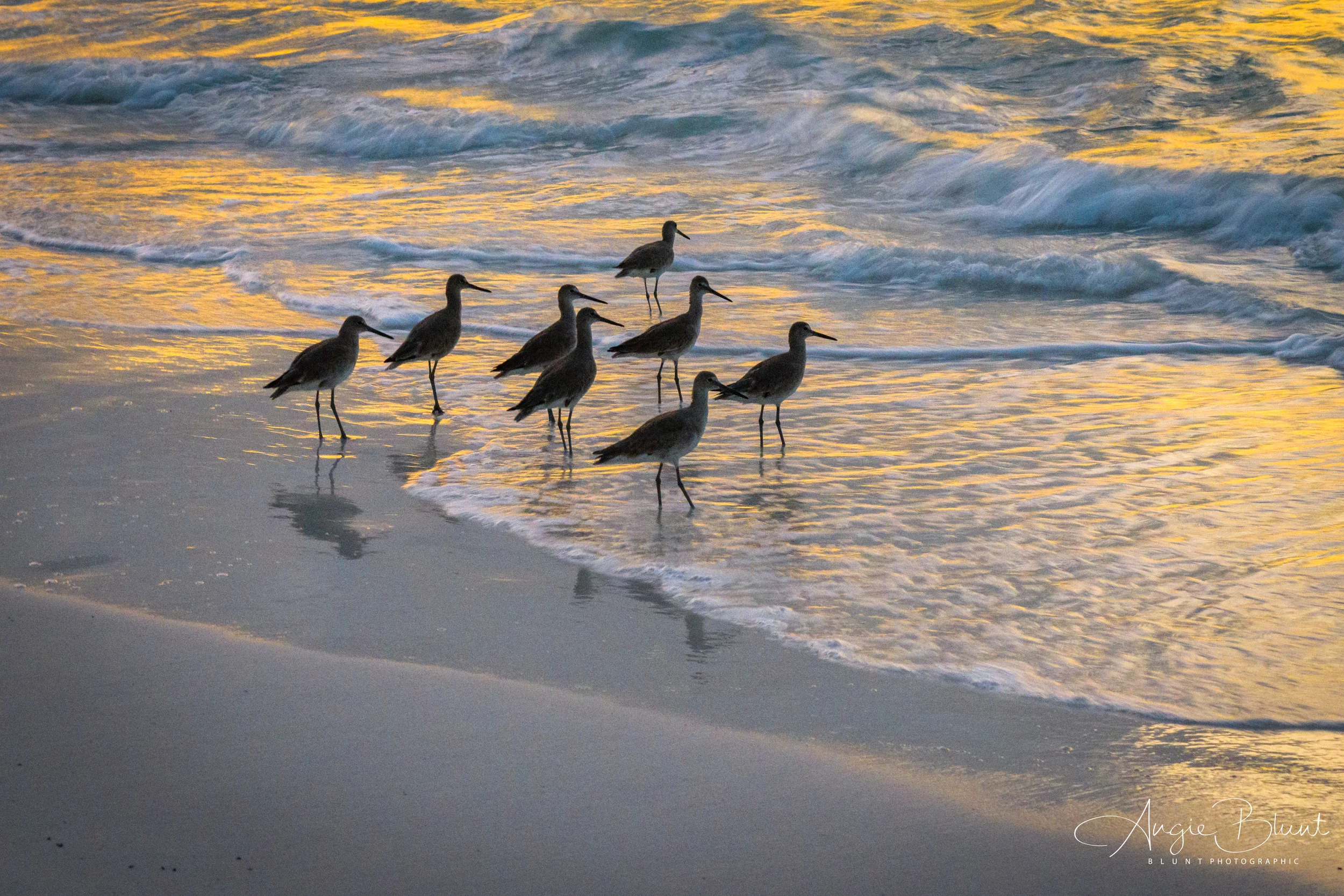 Willet's Feeding at Sunset, Anna Maria, Florida (2018) - Angie Blunt