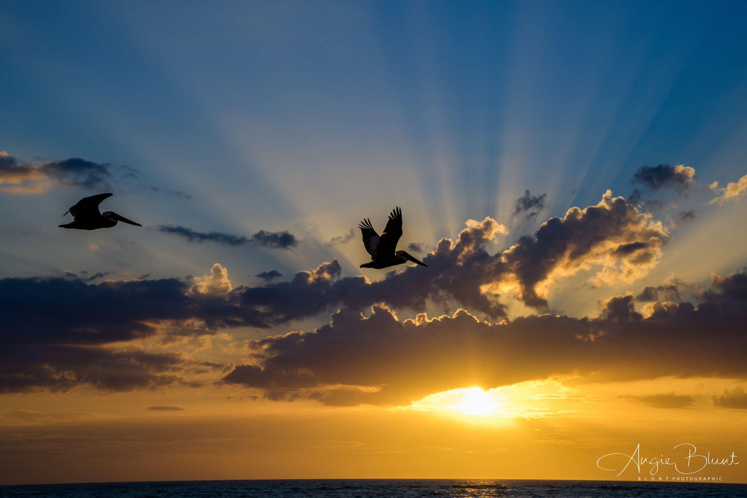 Sunset Flight, Anna Maria, FL (2018) - Angie Blunt