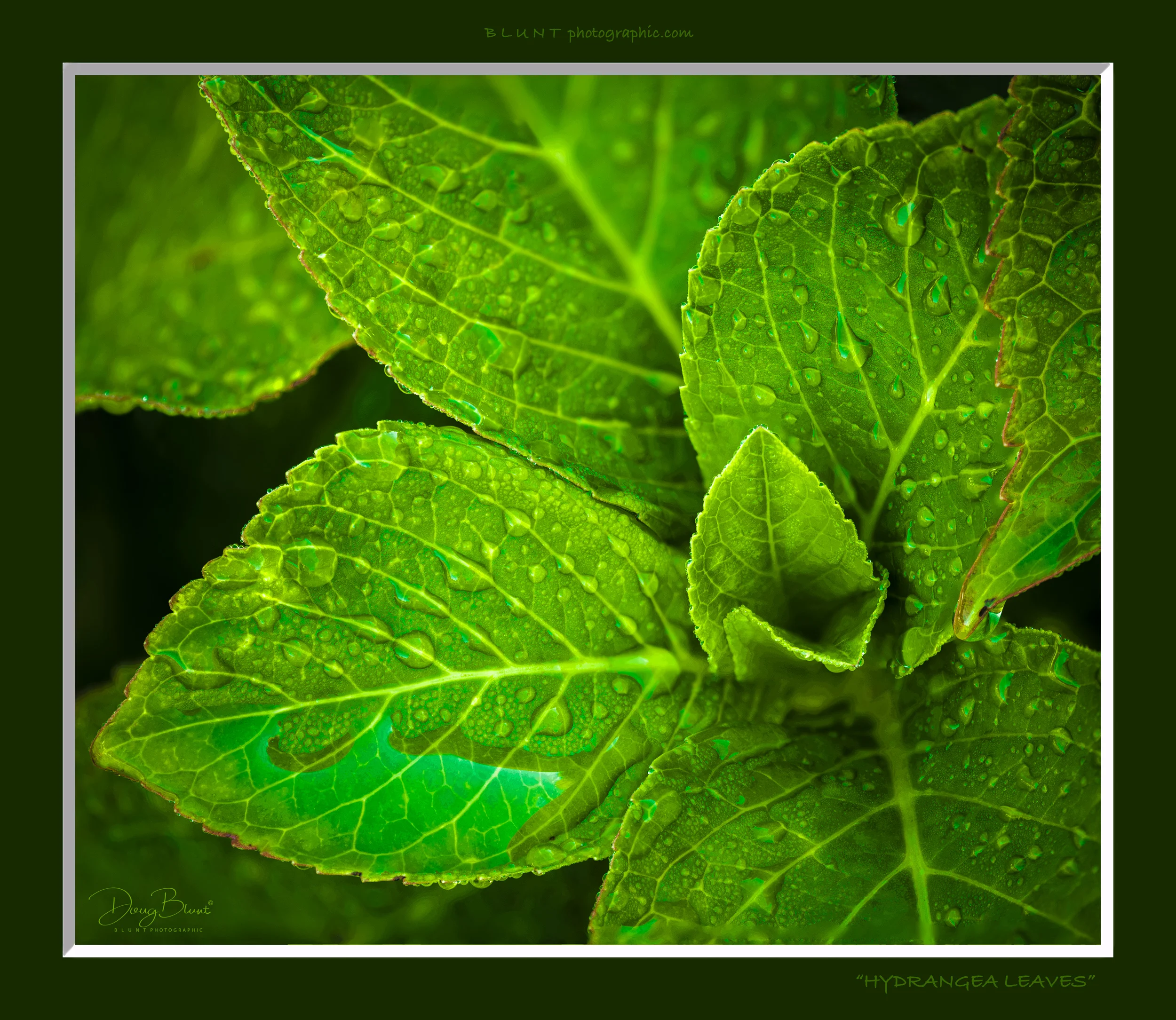 oh-hydrangea-leaves-2500-85-240.jpg