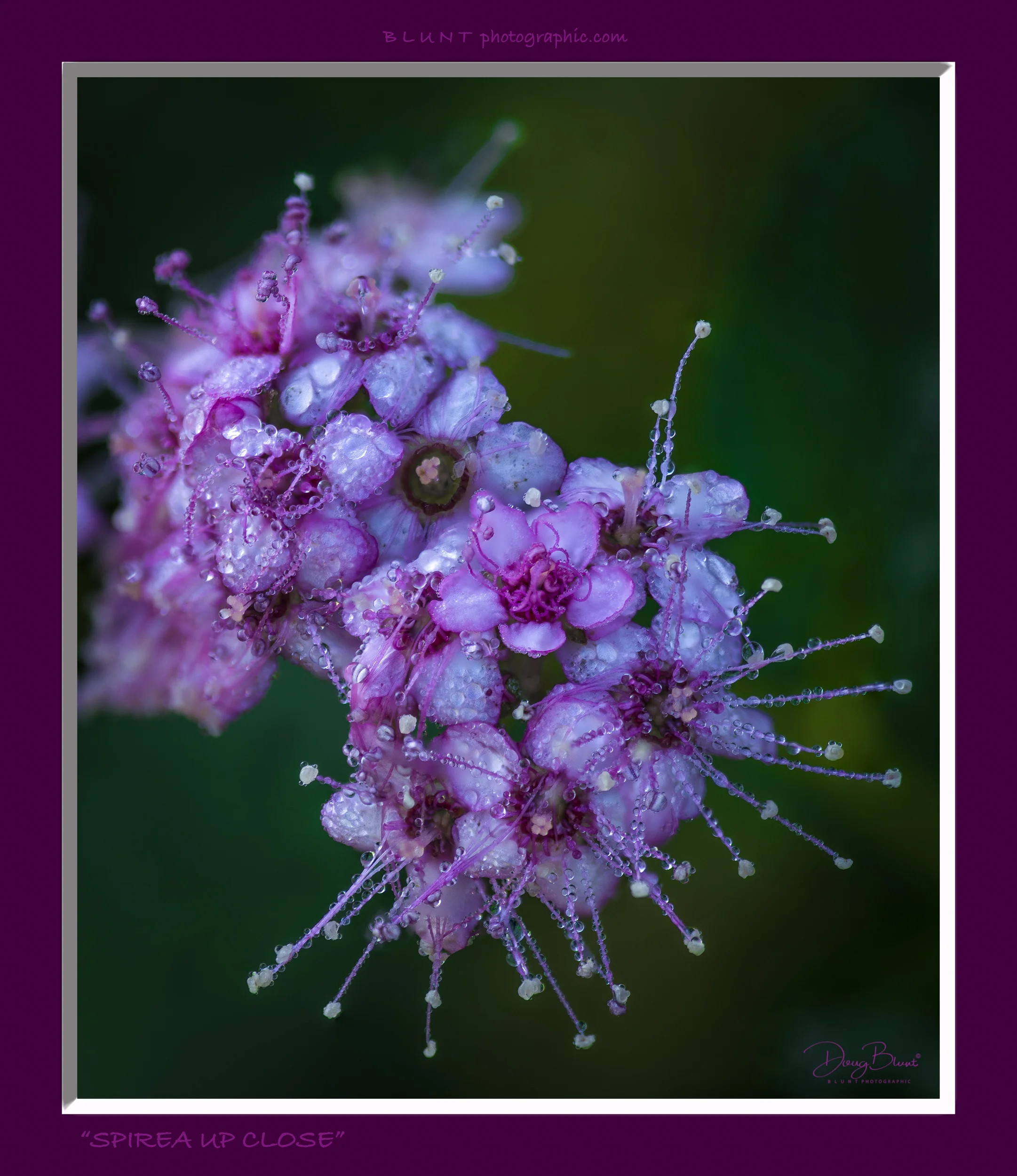 oh-spirea-up-close-2500-85-240.jpg