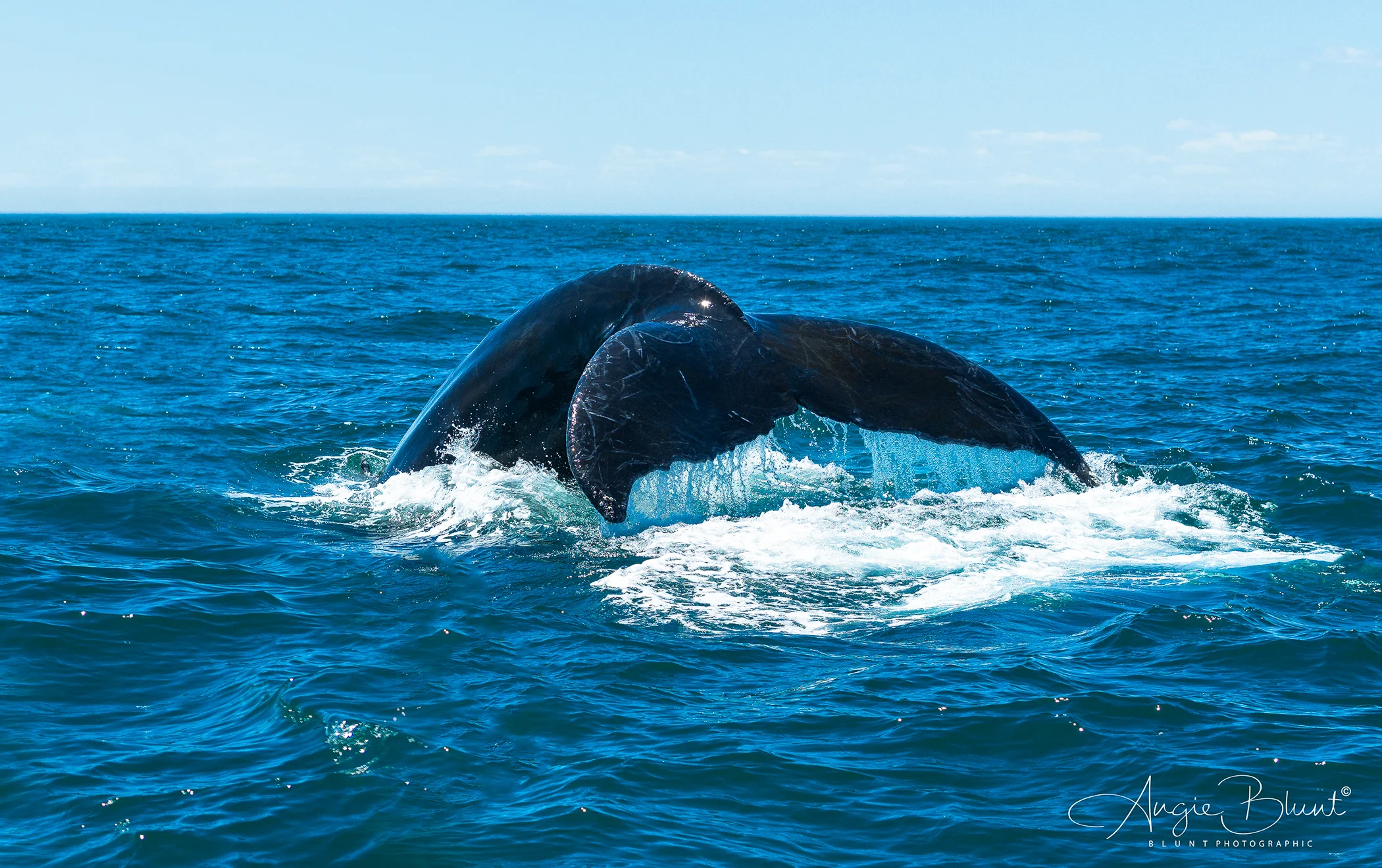 Humpback Dive, Bay of Fundy, Nova Scotia (2018) - Angie Blunt