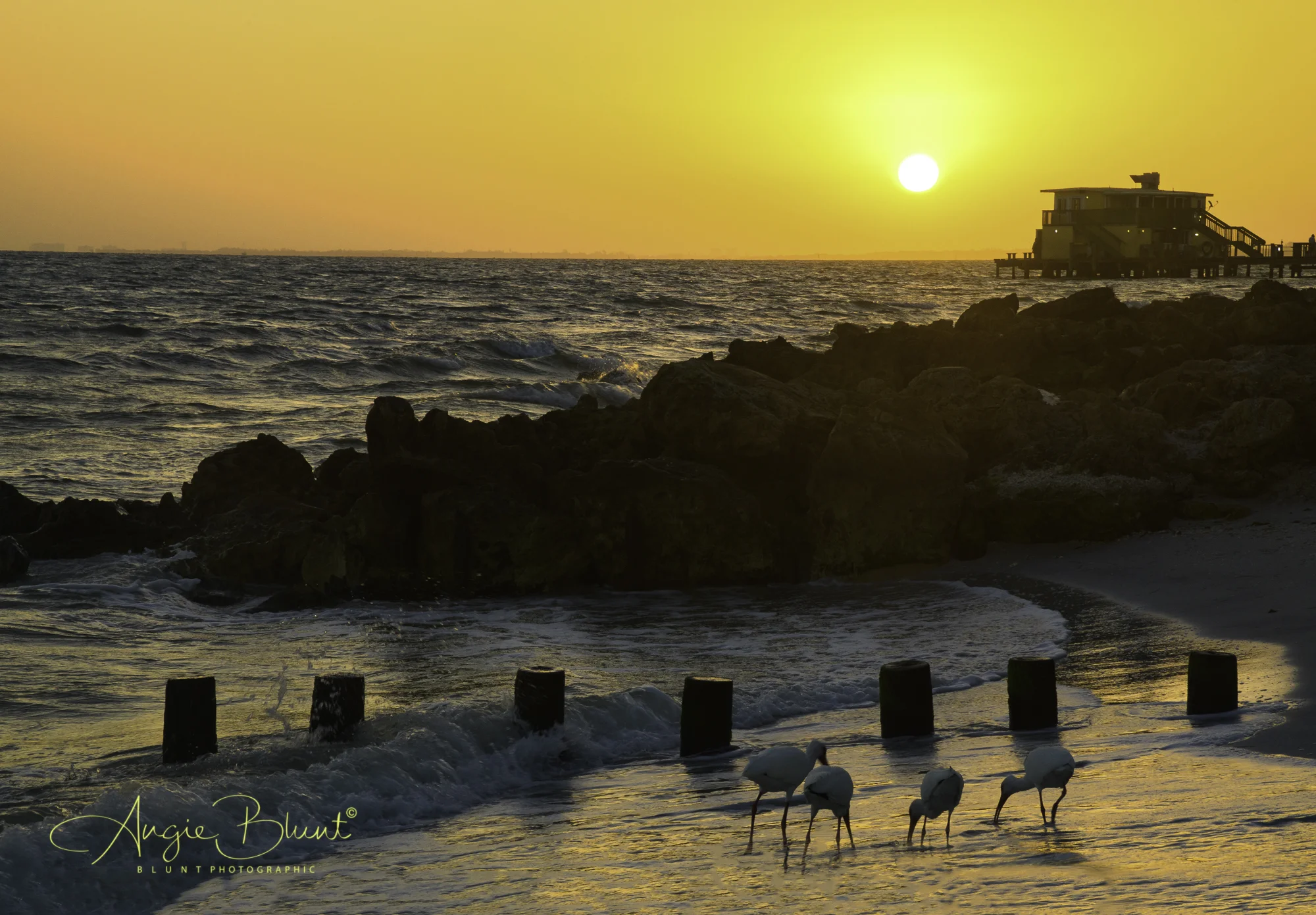 Ibises and The Rod and Reel Pier at Sunrise, Anna Maria, FL (2018) - Angie Blunt