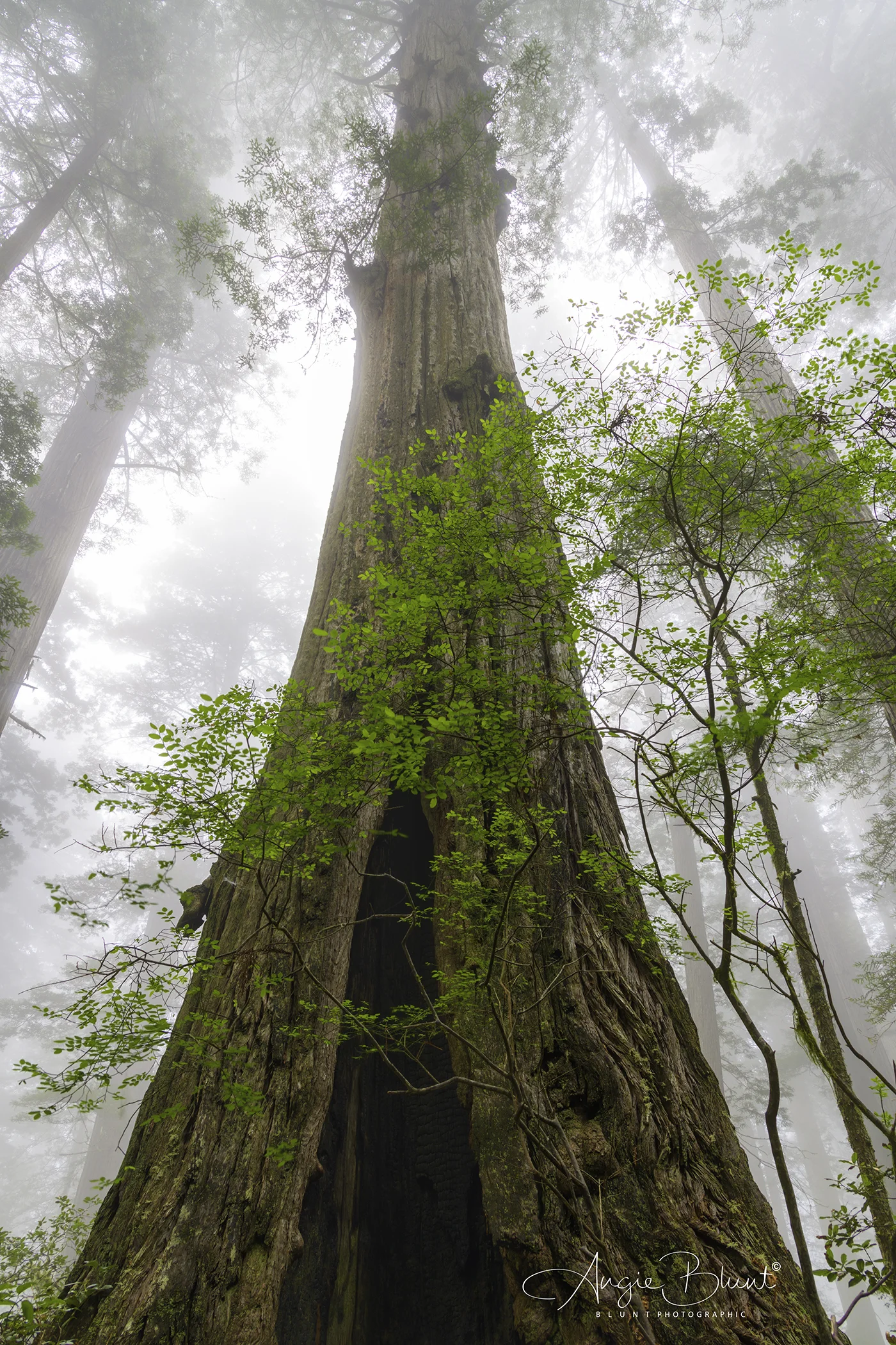 Del Norte Coast Redwoods State Park, California (2018) - Angie Blunt