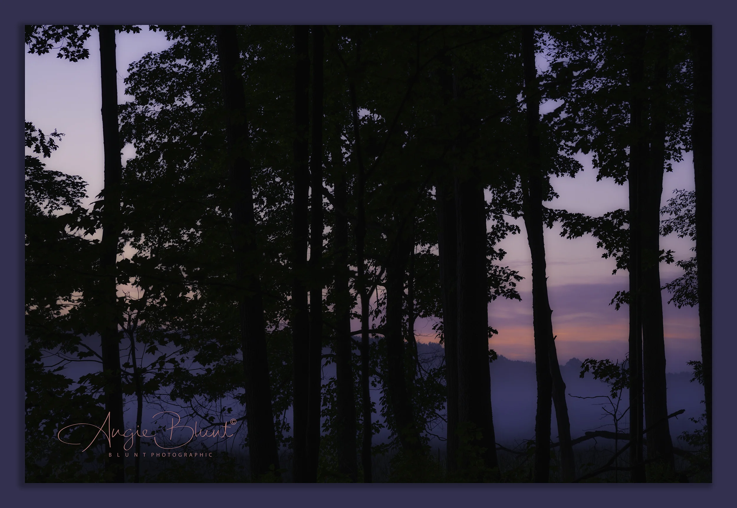Morning Walk In The Woods, Tinkers Creek Nature Preserve, Hudson, Ohio (2018) - Angie Blunt