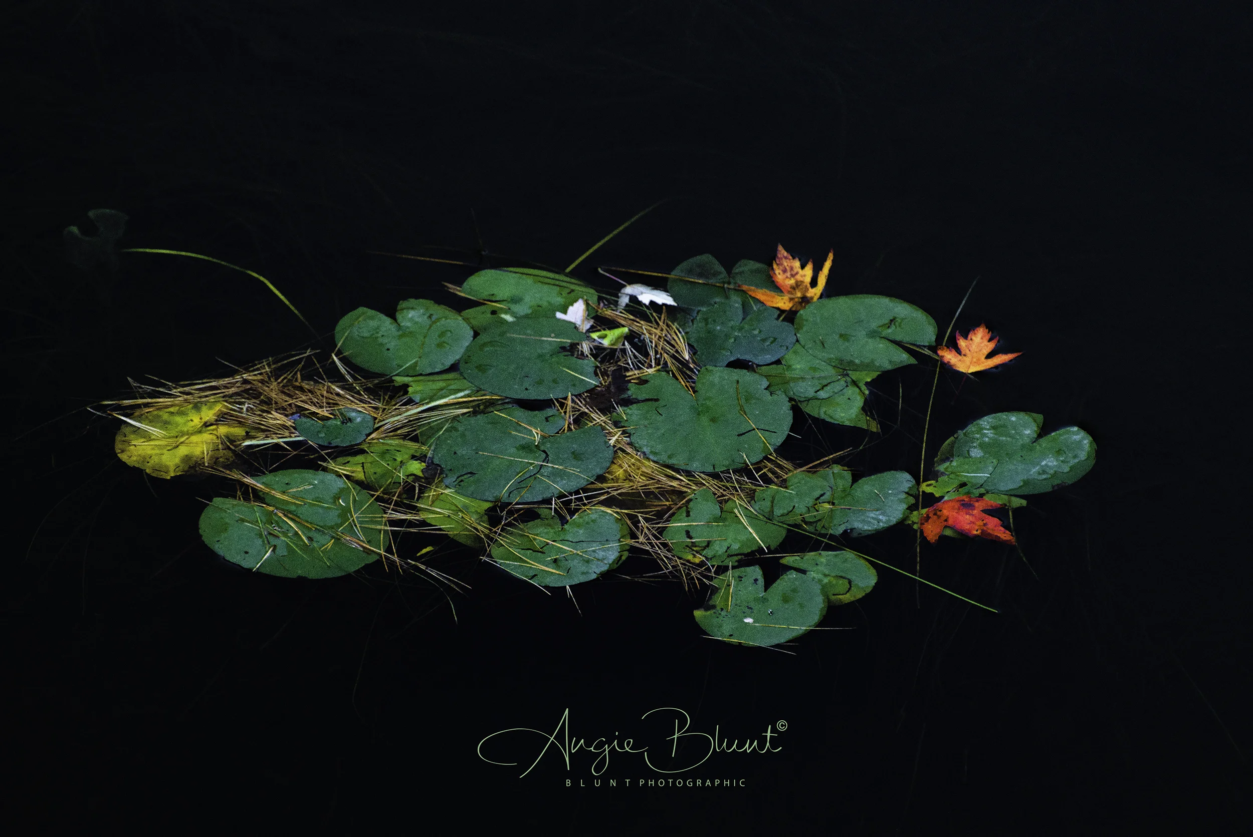 Floating Autumn Colors, Adirondack Park, New York (2018) - Angie Blunt