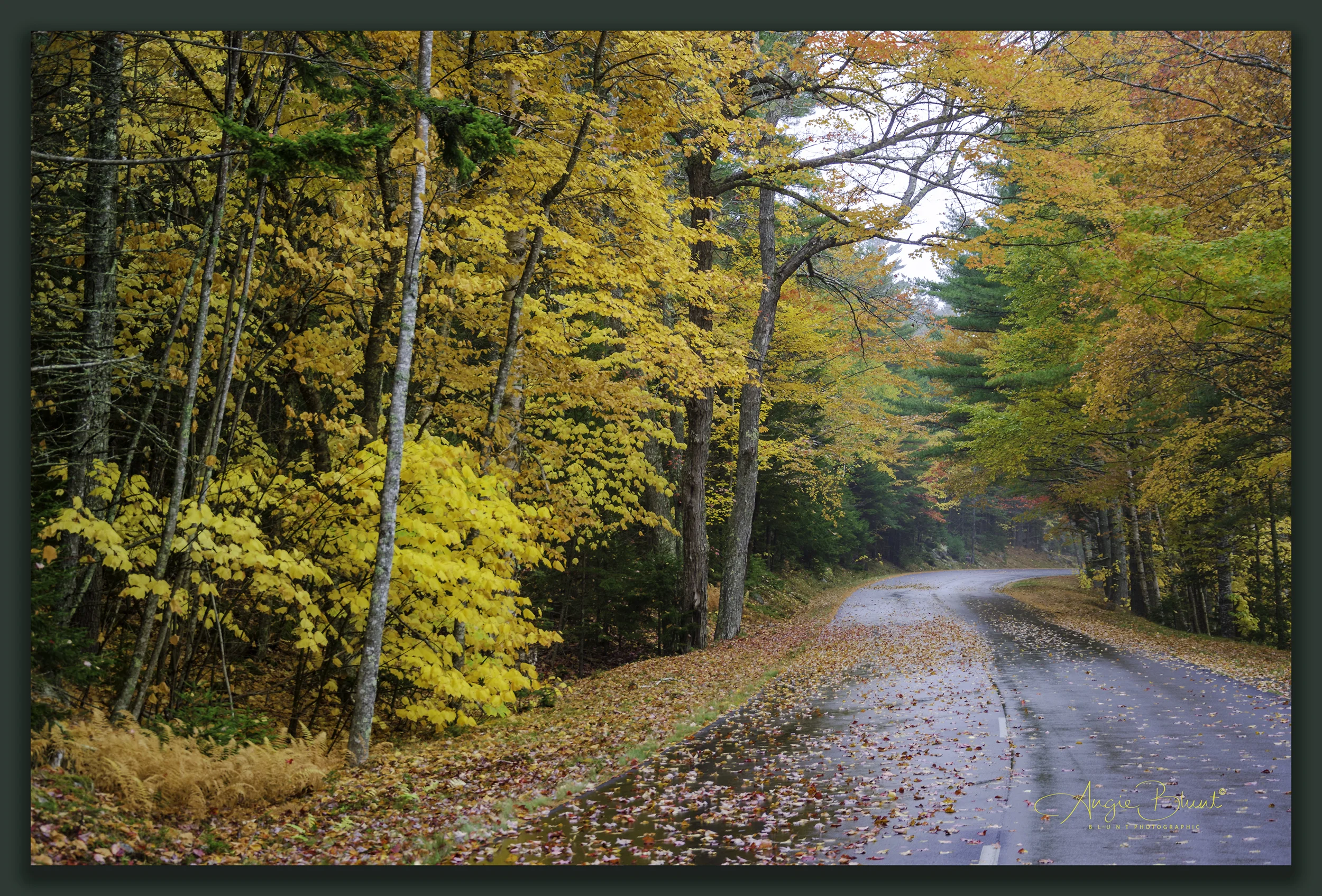 Colorful Journey, Acadia National Park, Maine (2016) - Angie Blunt