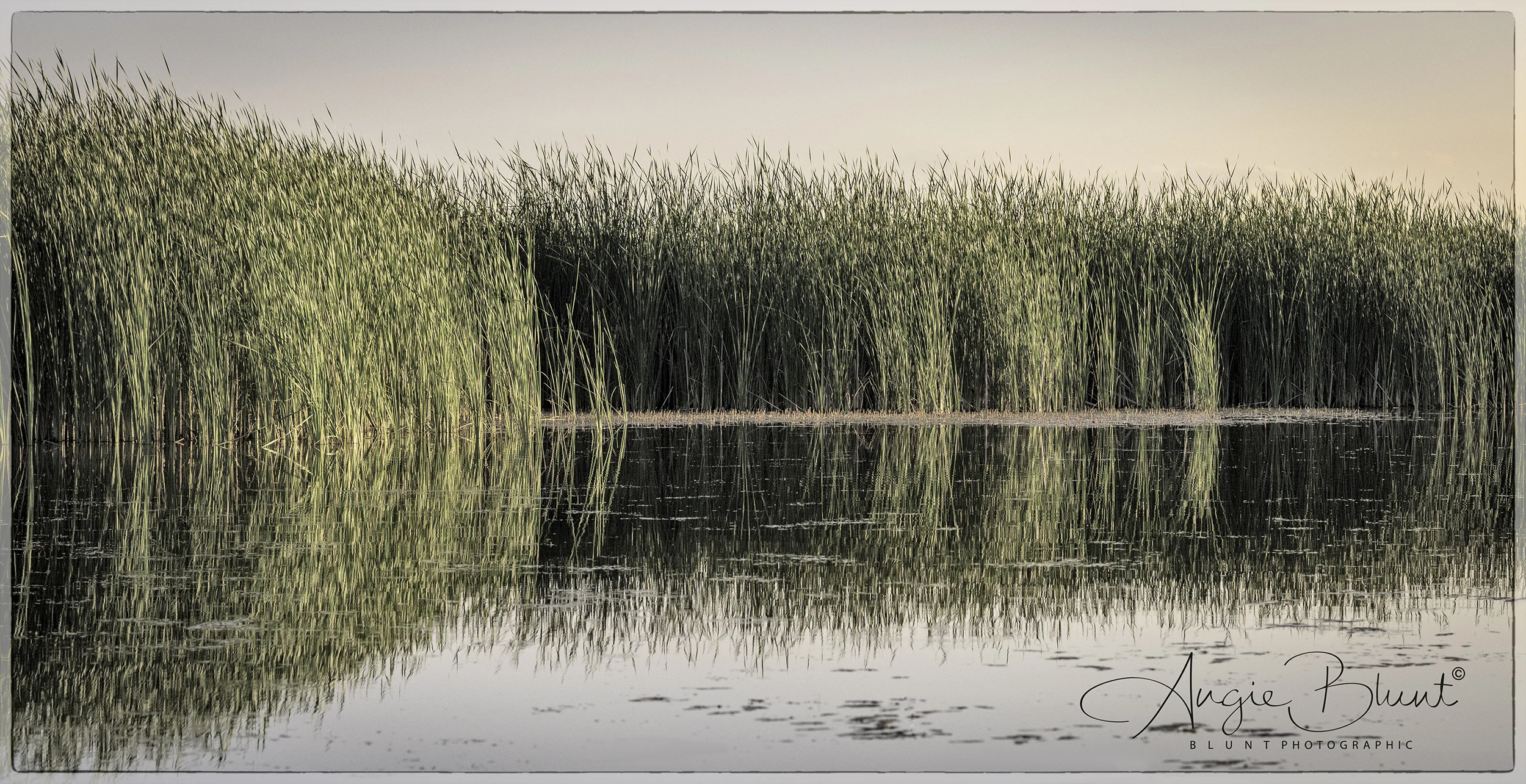 Nimisila Bullrushes at Sunset, Green, Ohio (2018) - Angie Blunt