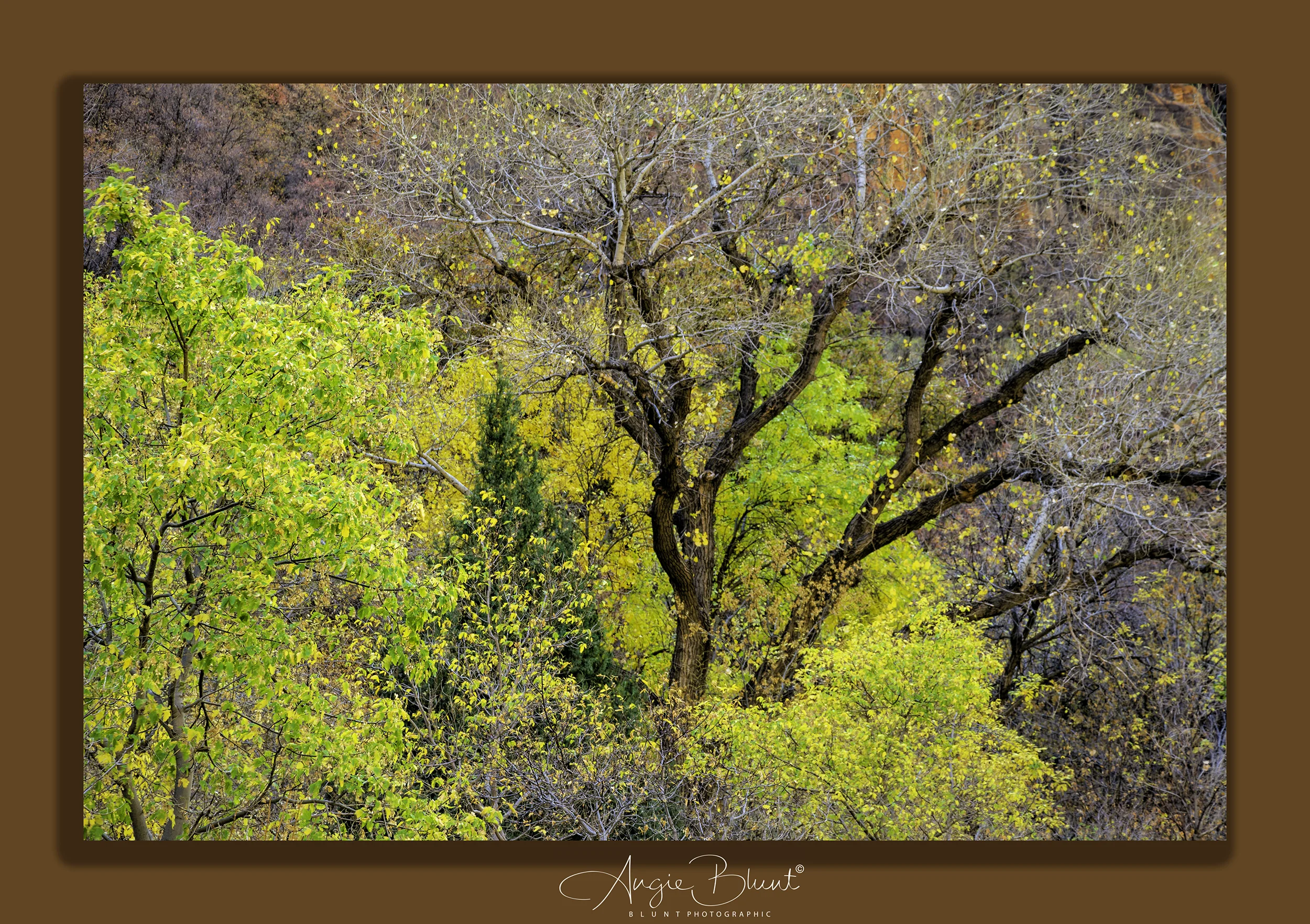 Zion National Park, Utah (November 2017) - Angie Blunt