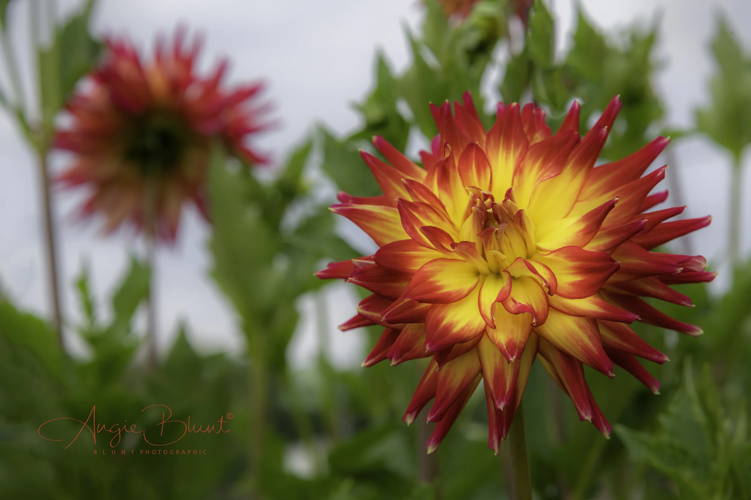 August 25, 2018_untitled_049-Edit.jpg