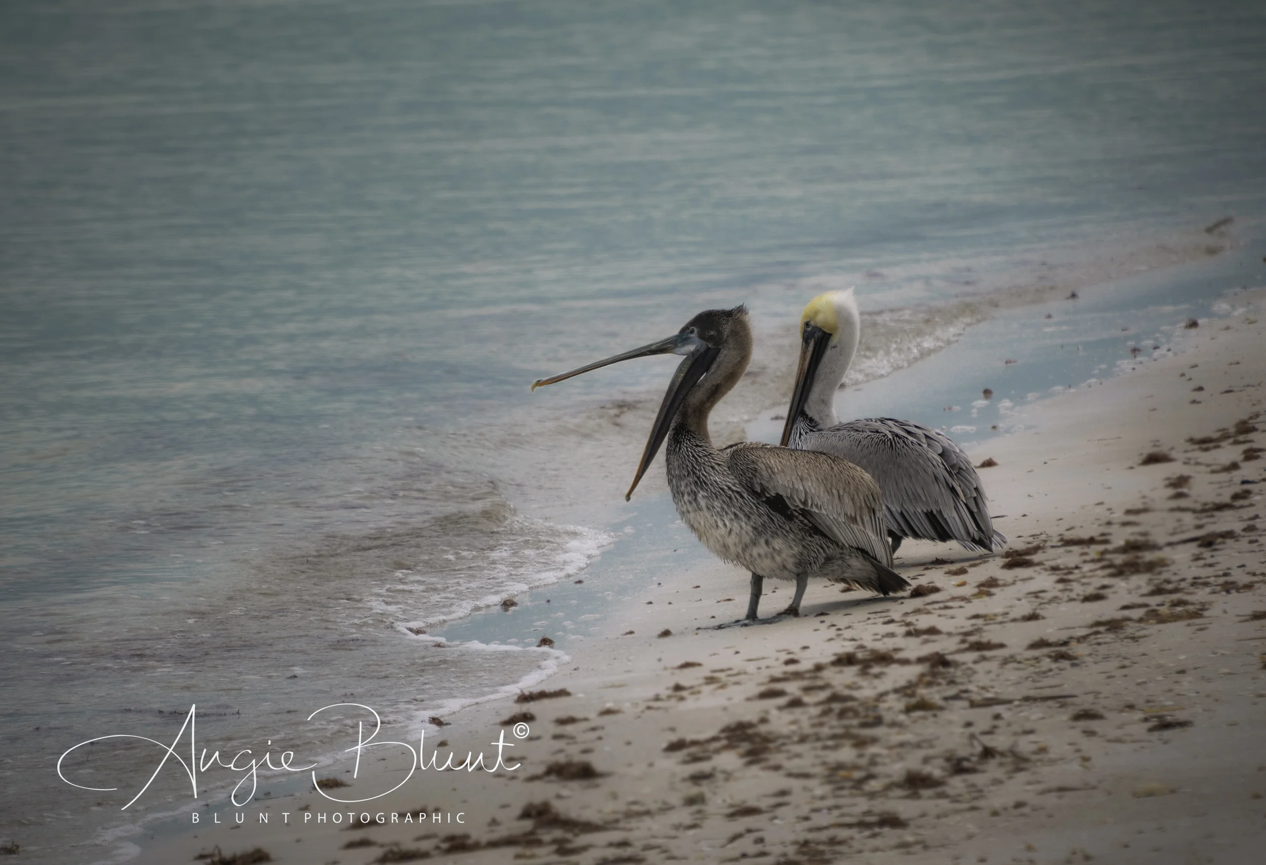 finalfinalDecember 15, 2018_Florida Nov-Dec_072-Edit-Edit-Edit.jpg