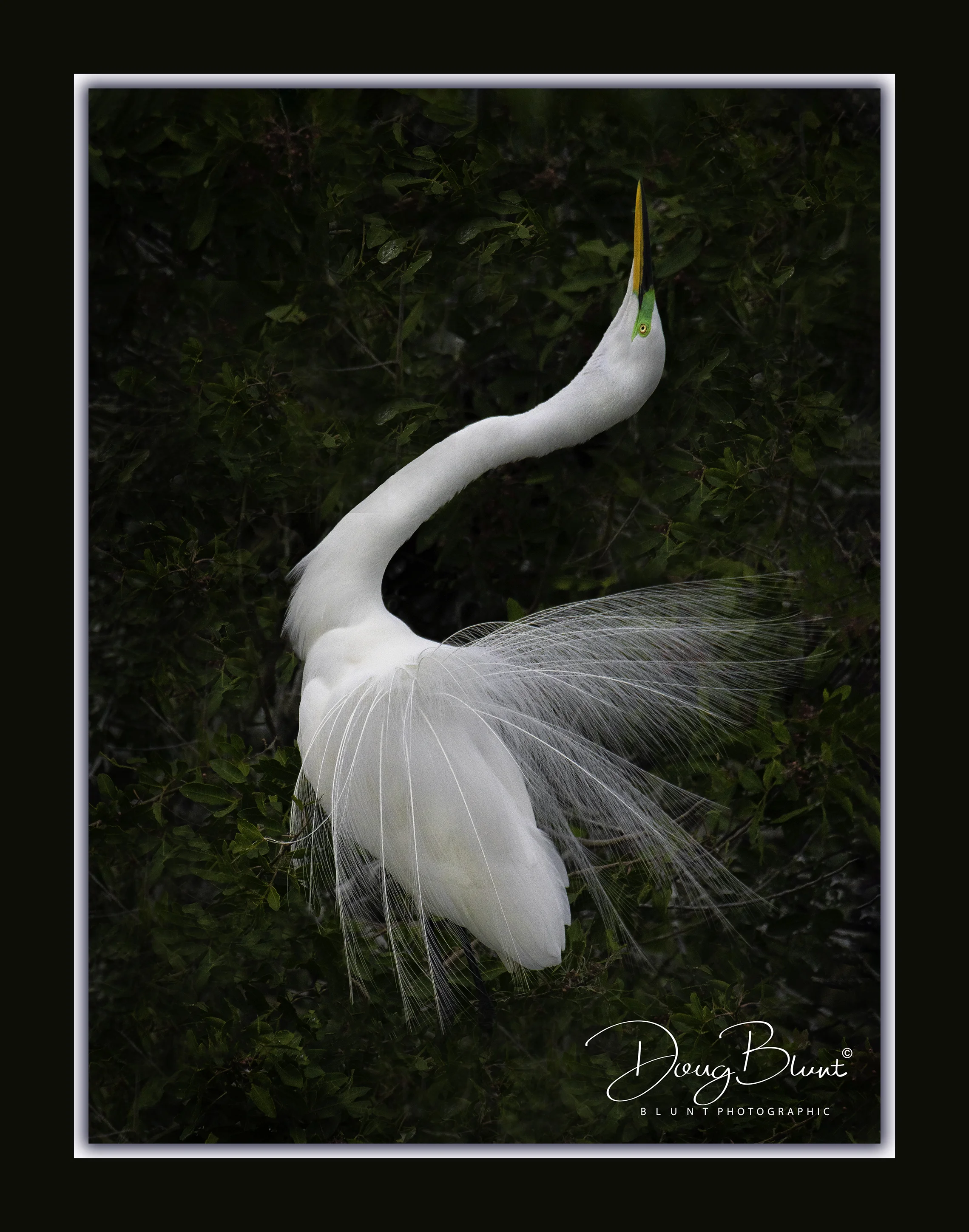 great-egret-in-mating-colors copy-Edit-Edit.jpg