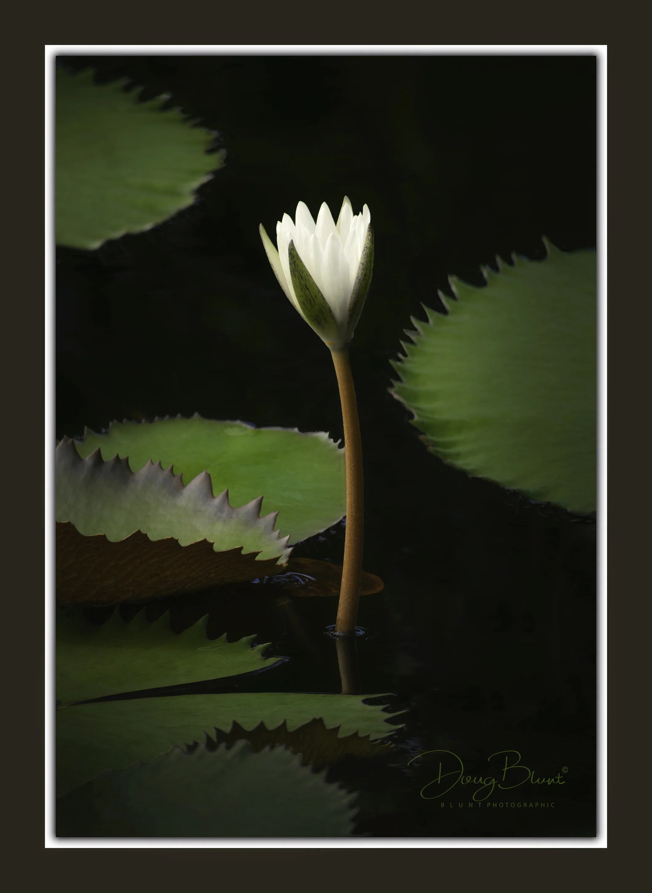 kews-kabuki-lily.jpg