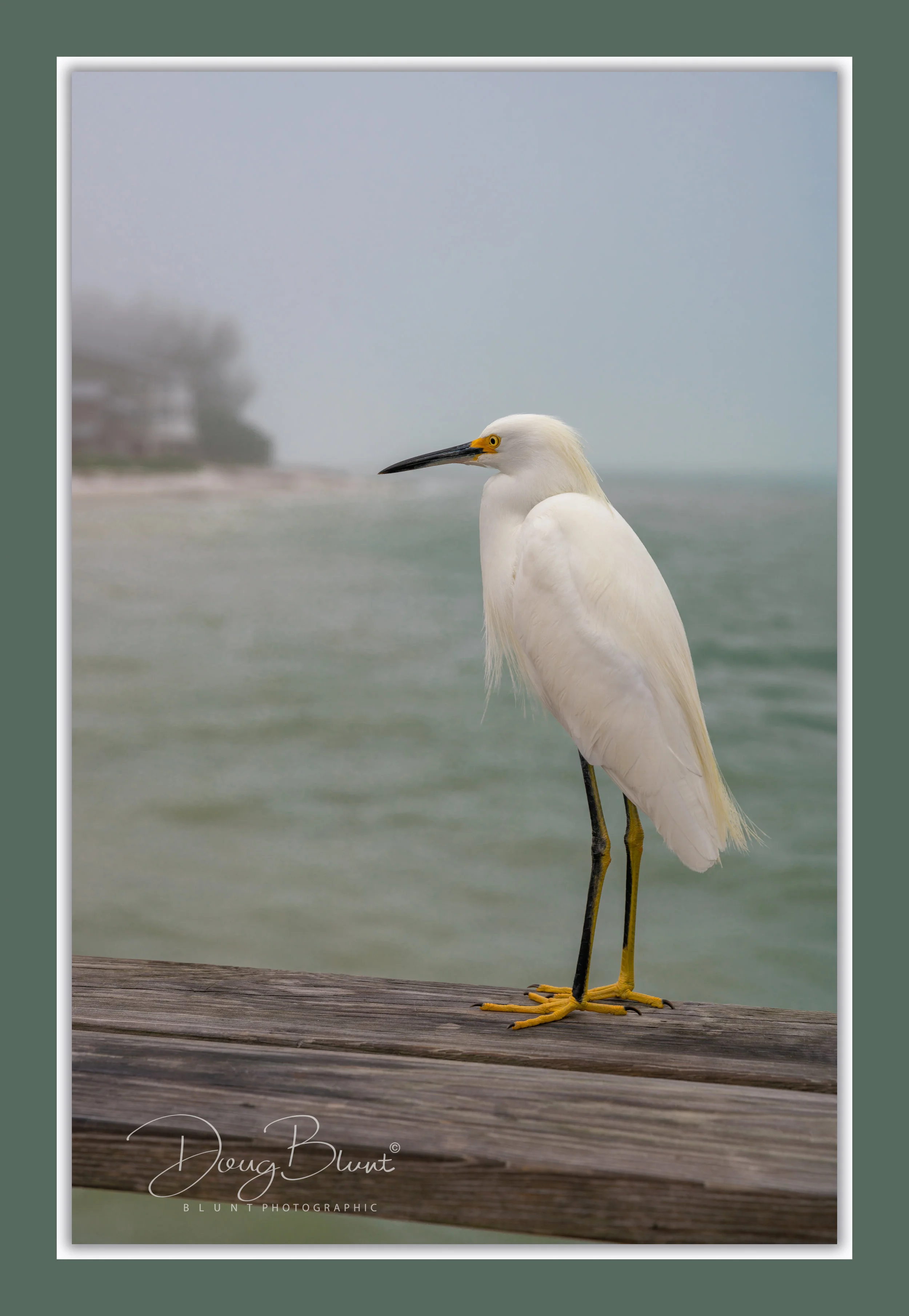 snowy-at-rod-and-reel-pier.jpg