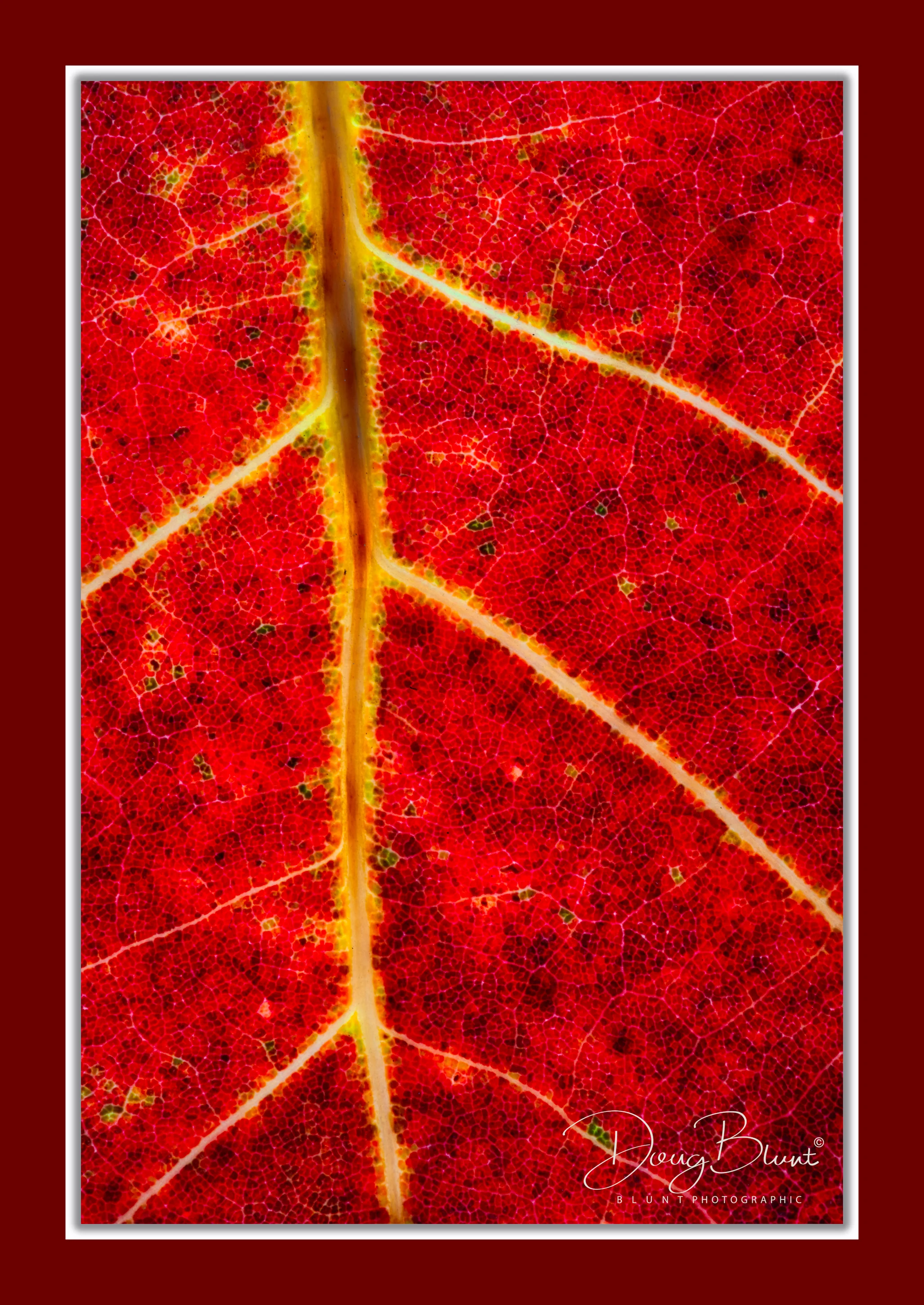 grape-leaf.jpg