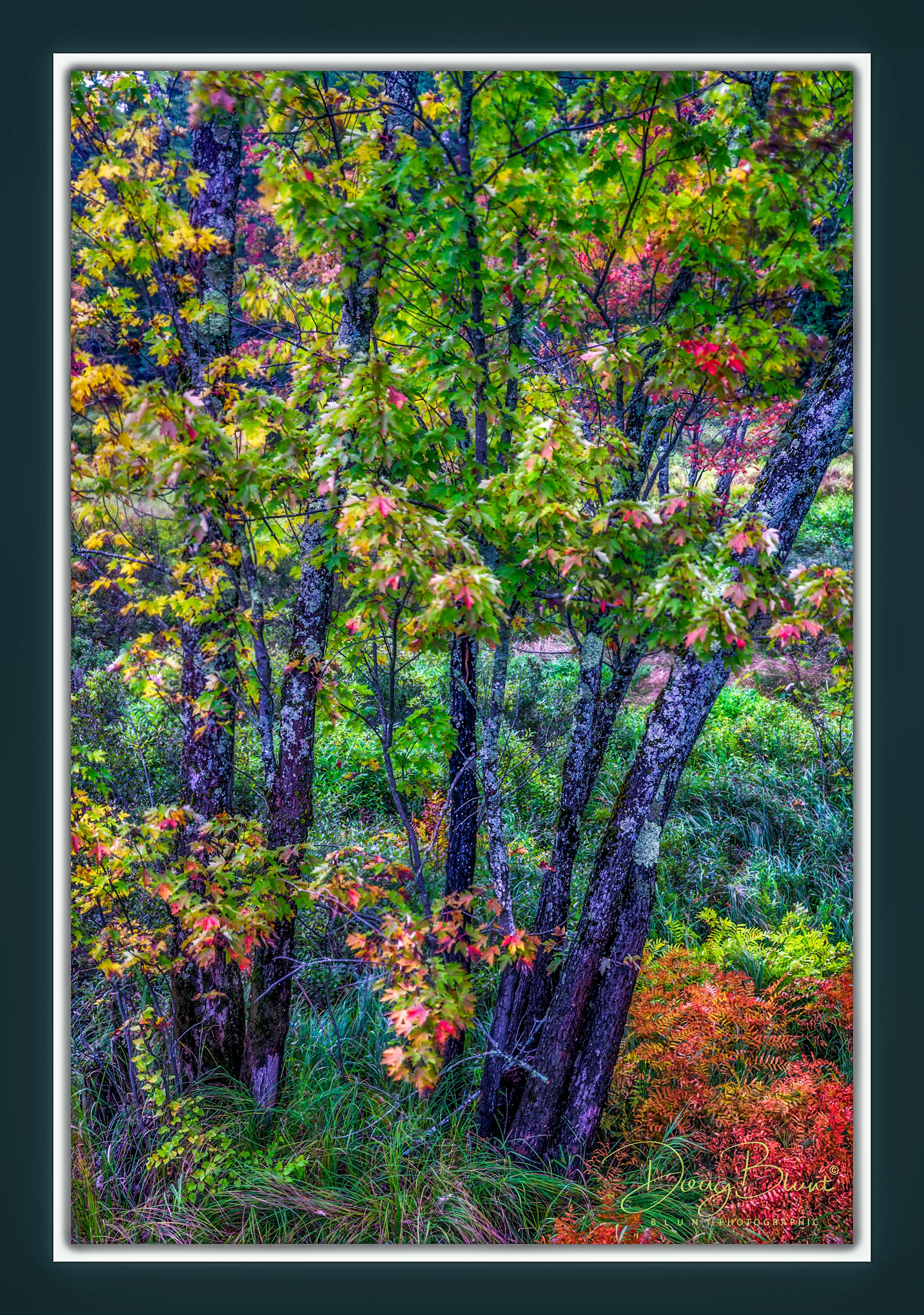 colorful-tree.jpg