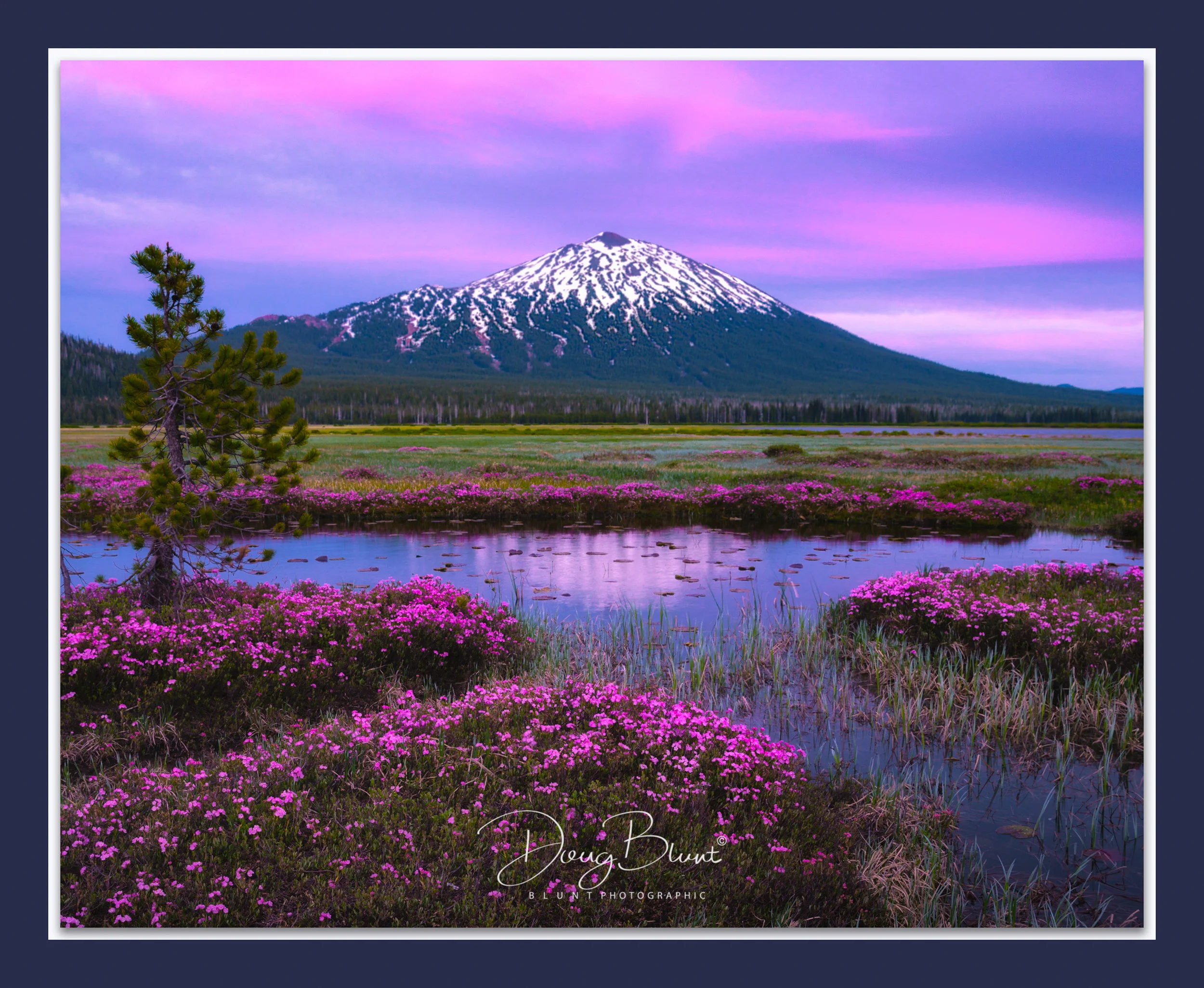 purple-flowers-mt-bachelor.jpg