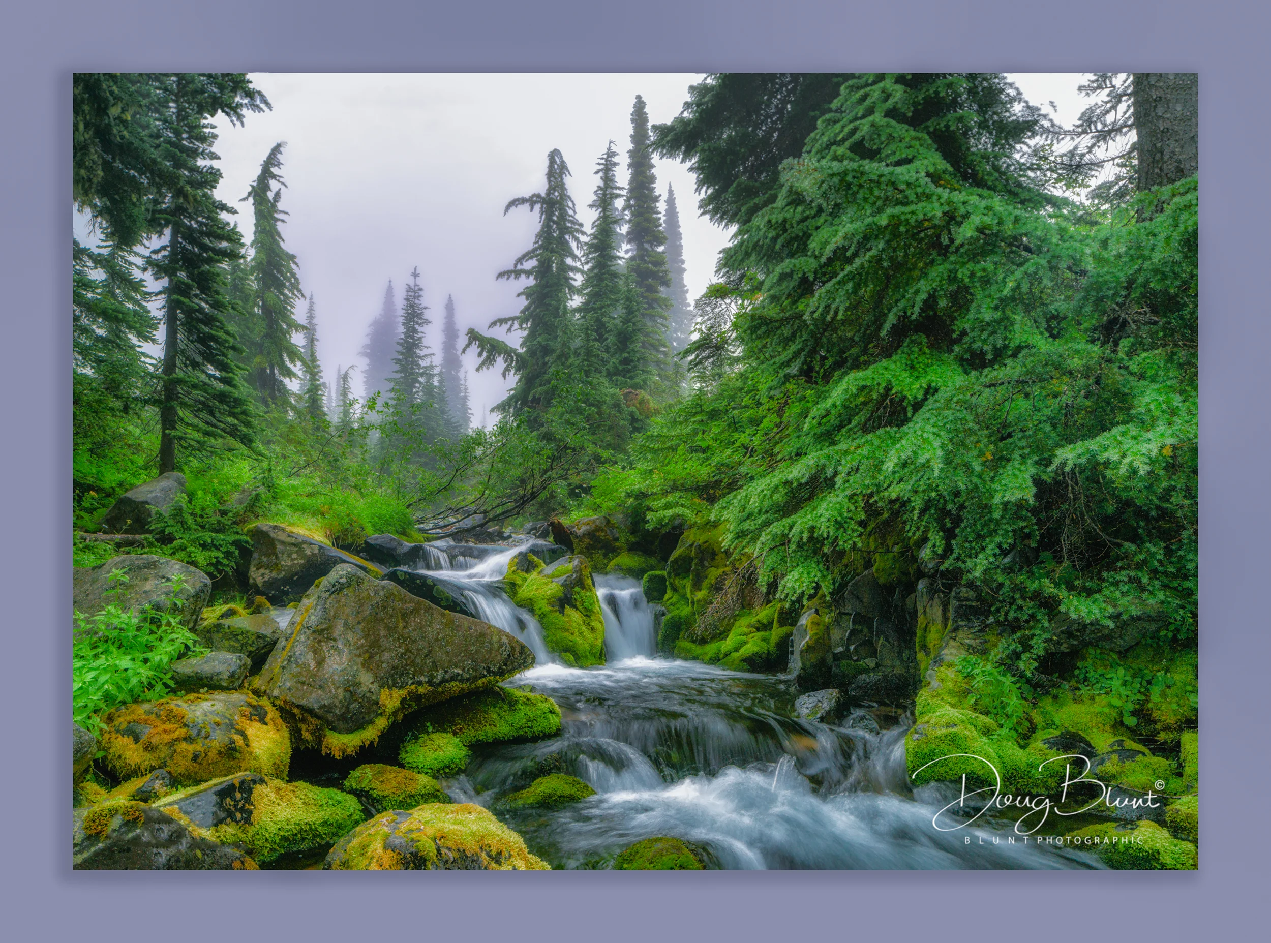 off-the-trail-mt-rainier.jpg