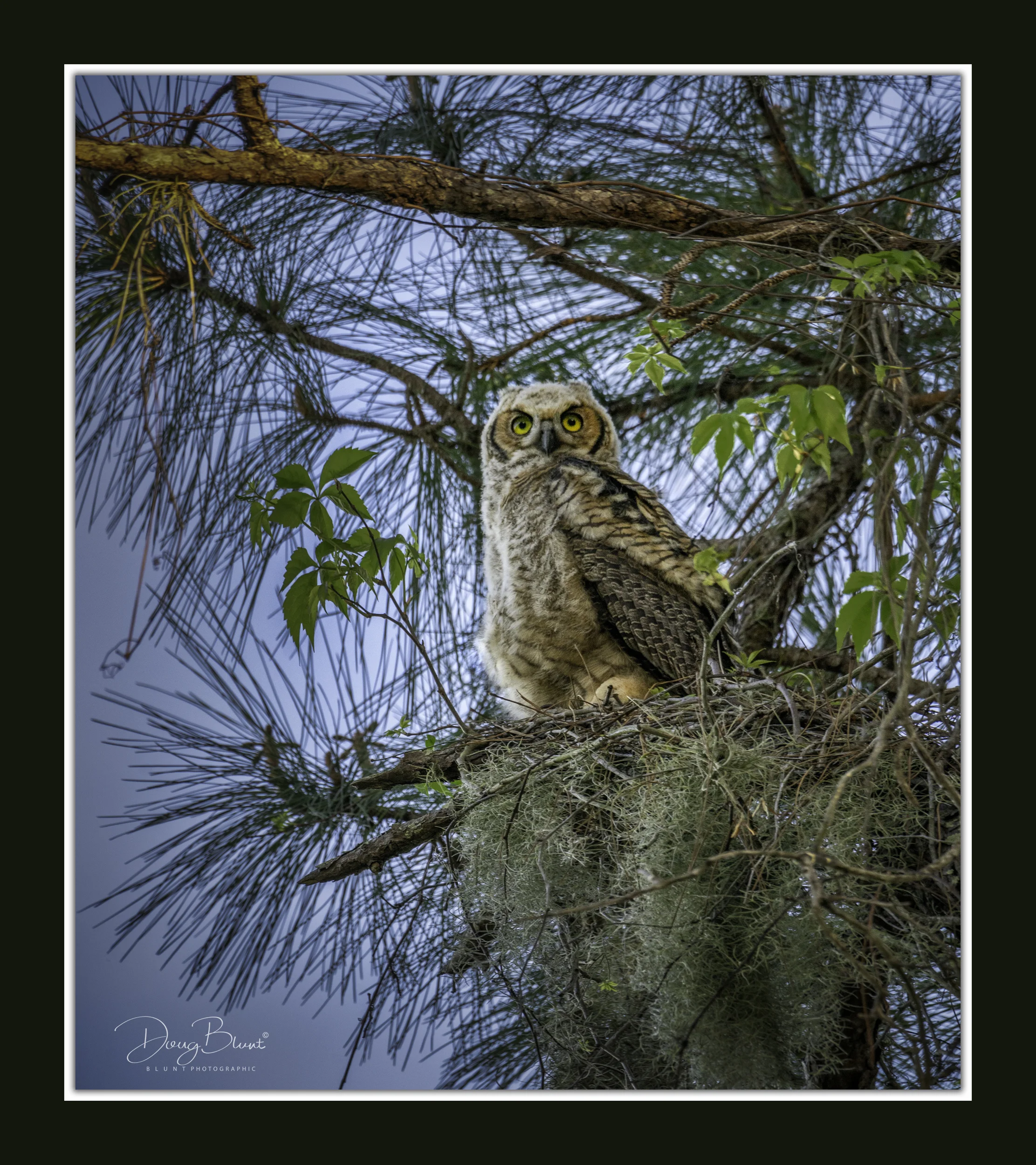 great-horned-owl-chick.jpg