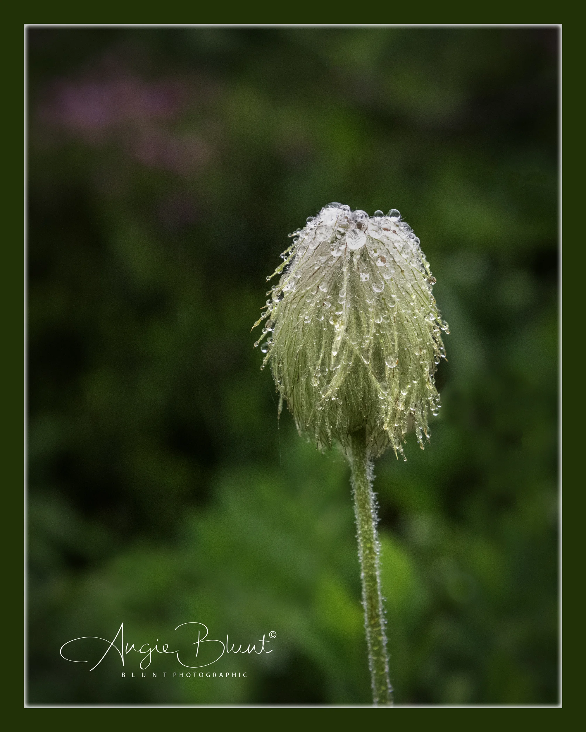 2500August 03, 2018_MountRainier_754-Edit.jpg