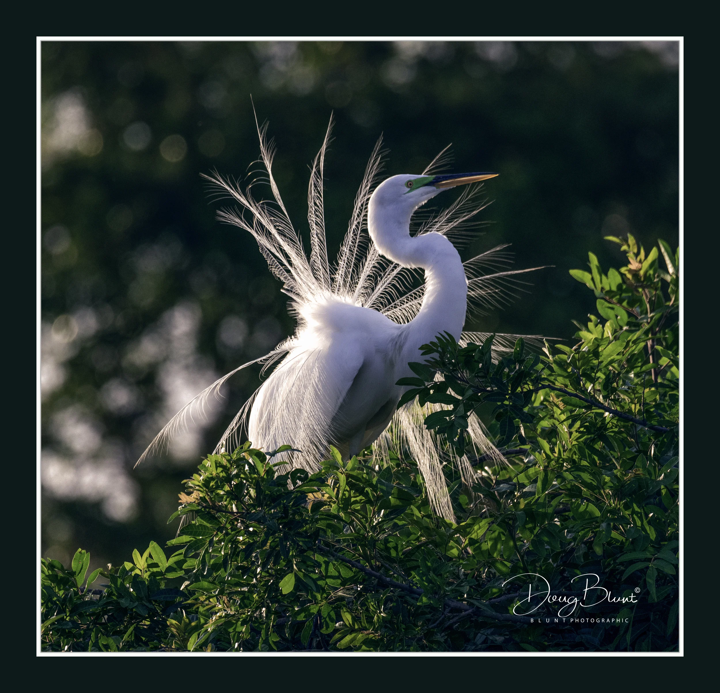 great-egret-brighter.jpg