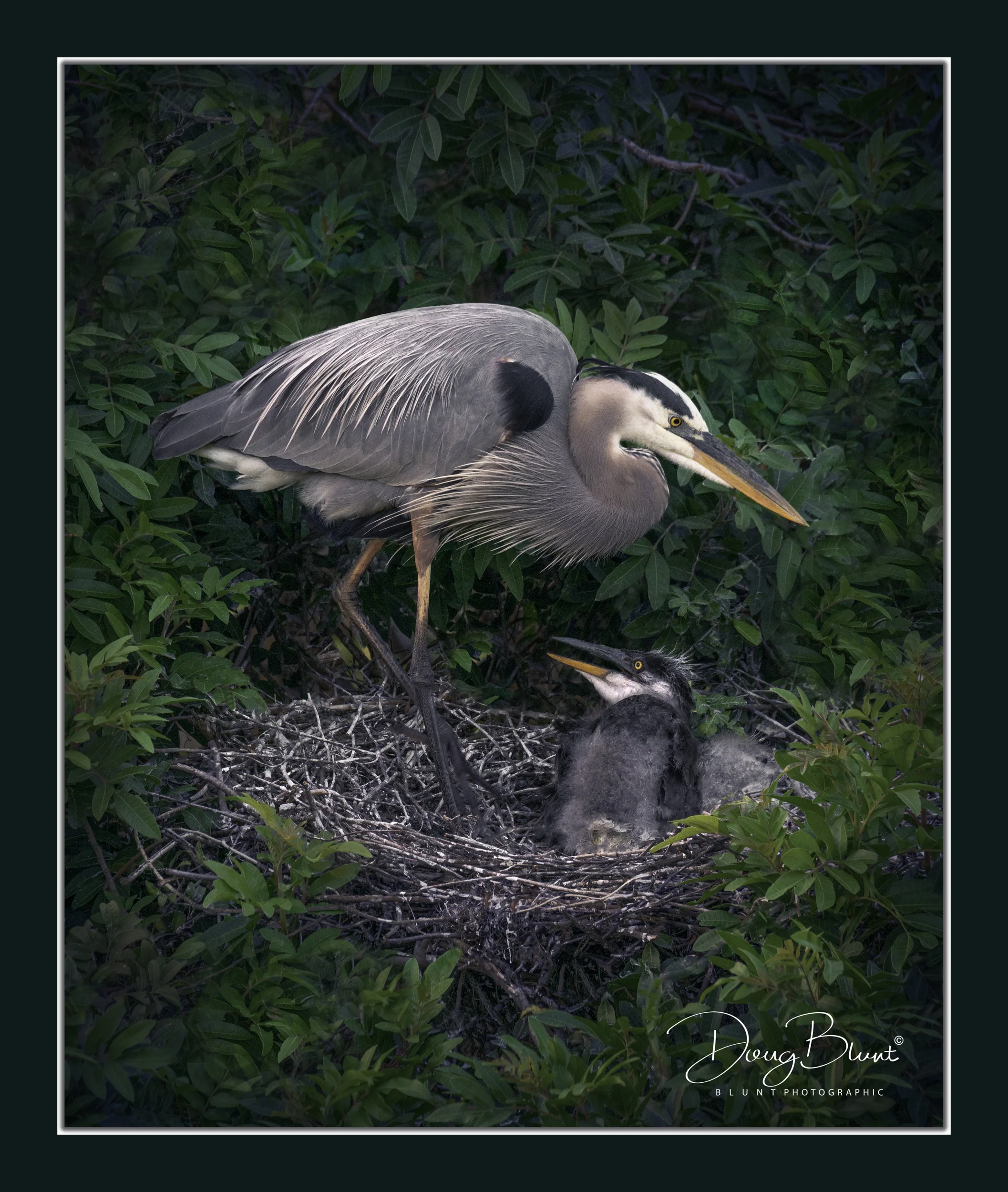 gbh-mom-and-chicks.jpg