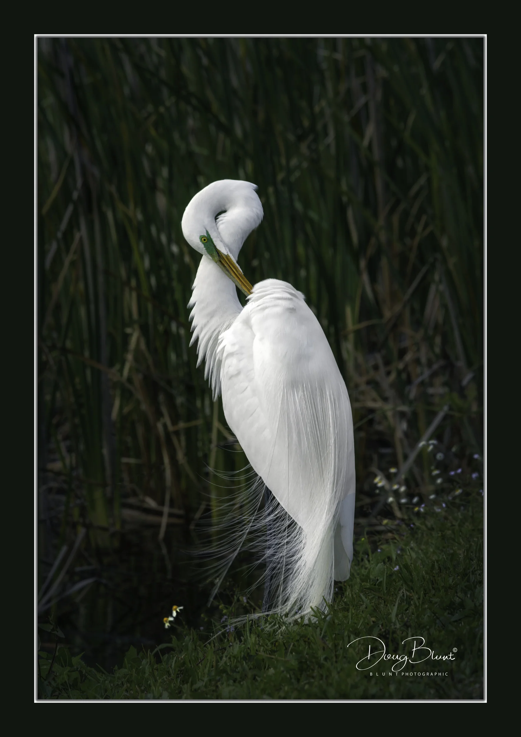 venice-egret.jpg