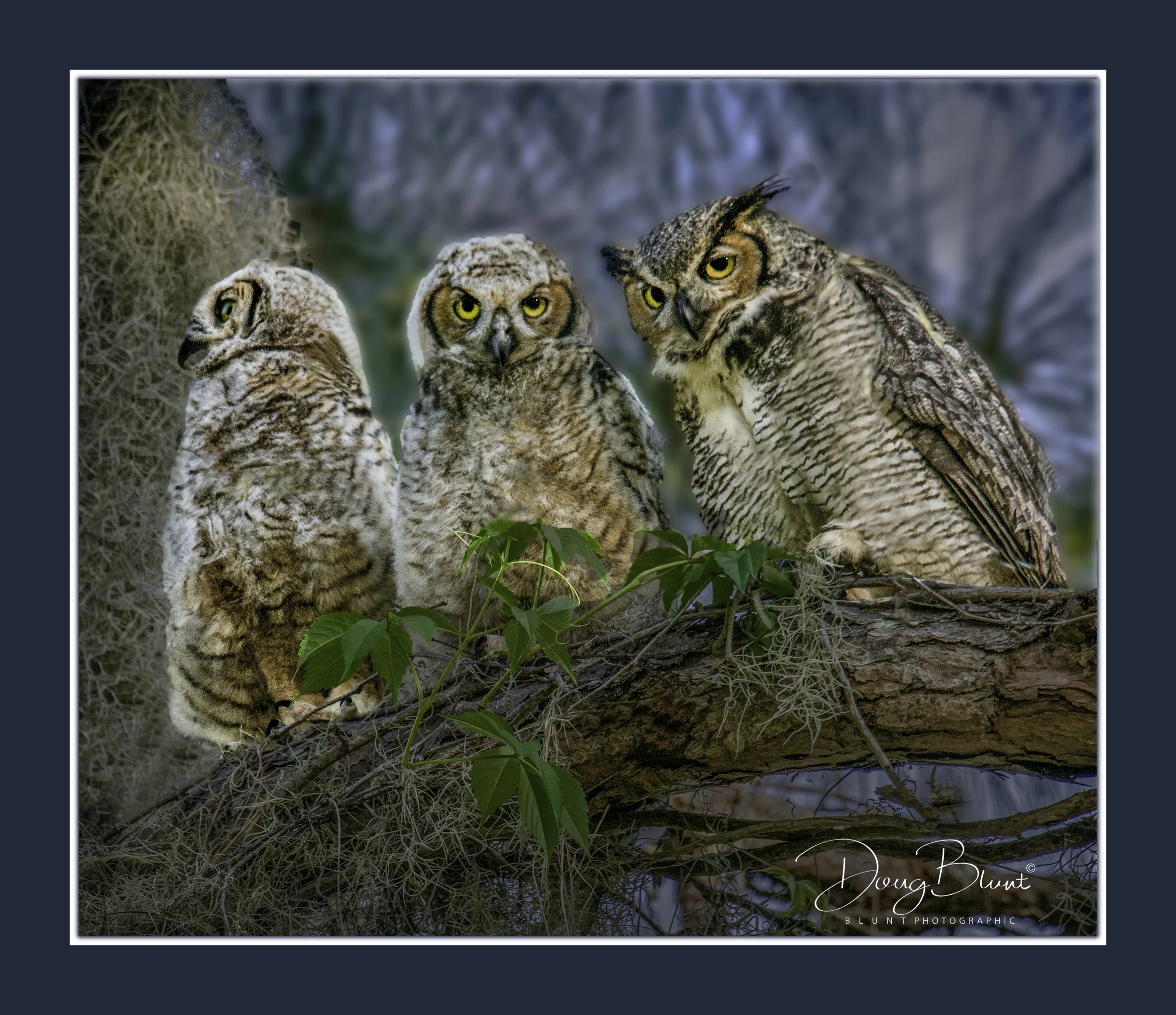 three-owls-adjusted.jpg