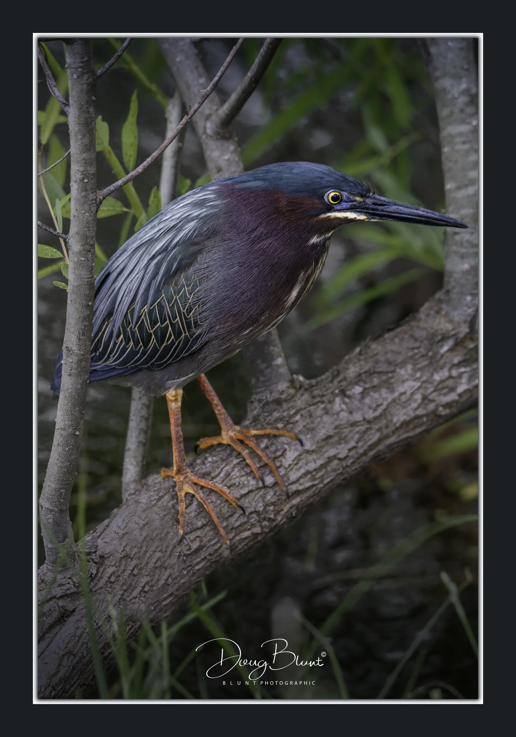 green-heron-bighter.jpg
