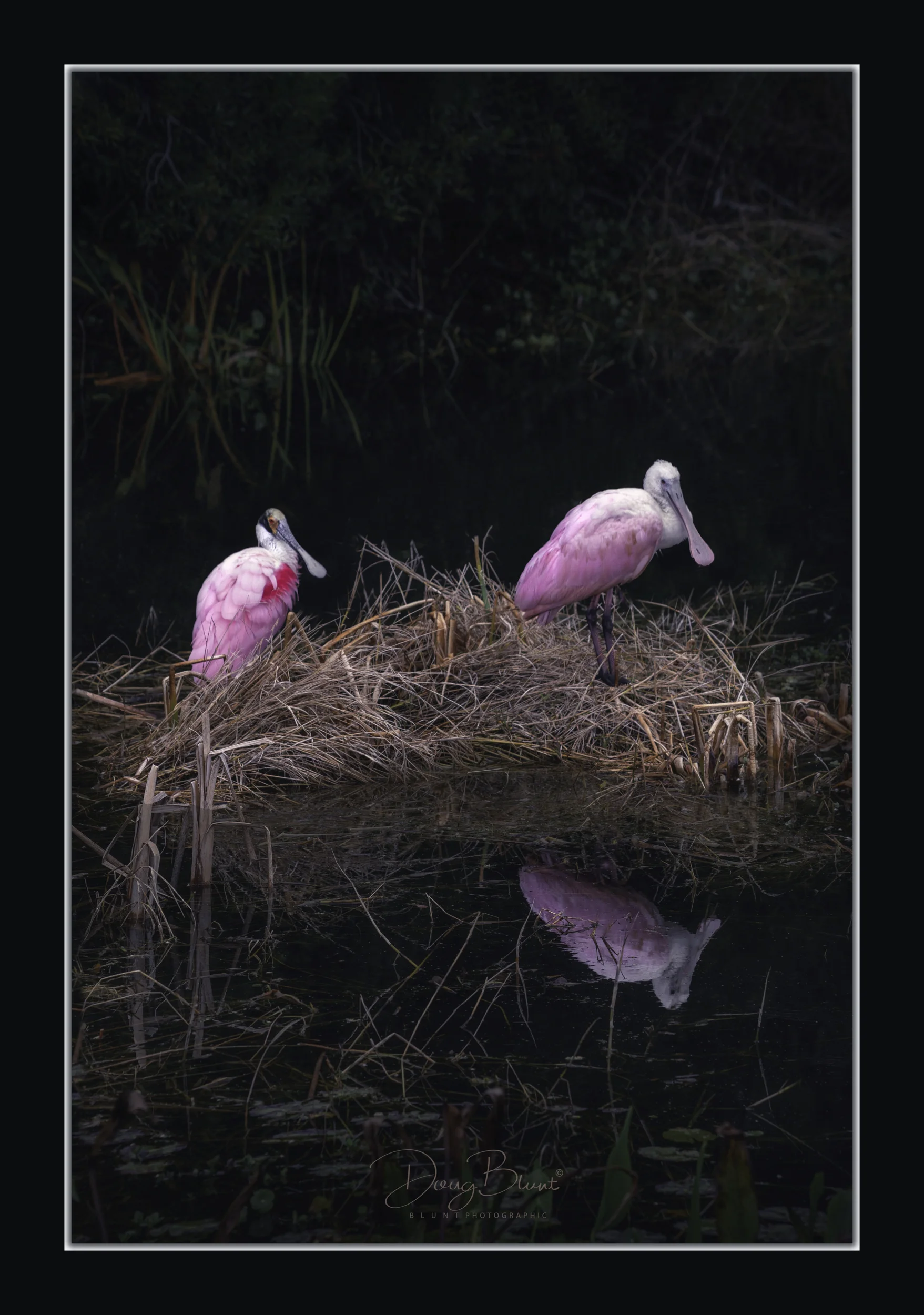 paired-spoonbills.jpg