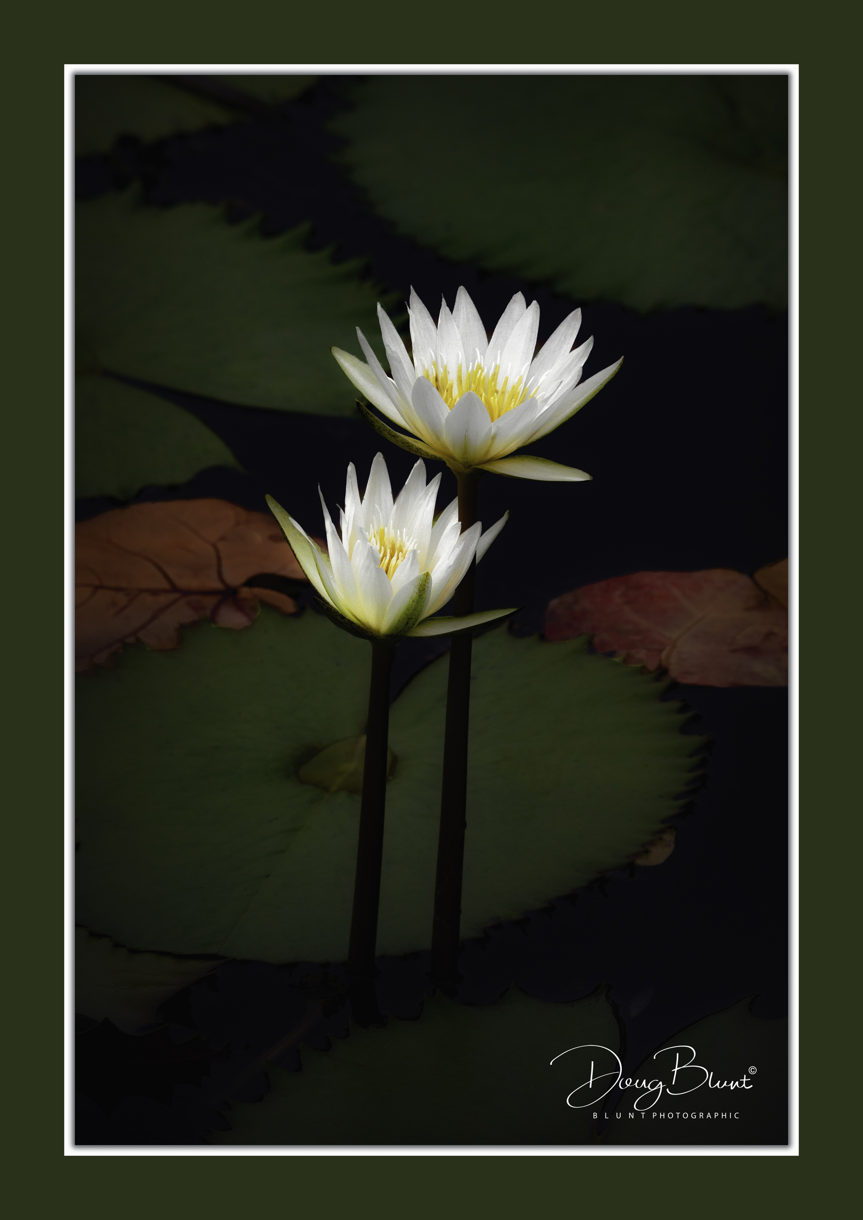 guardhouse-lilies.jpg