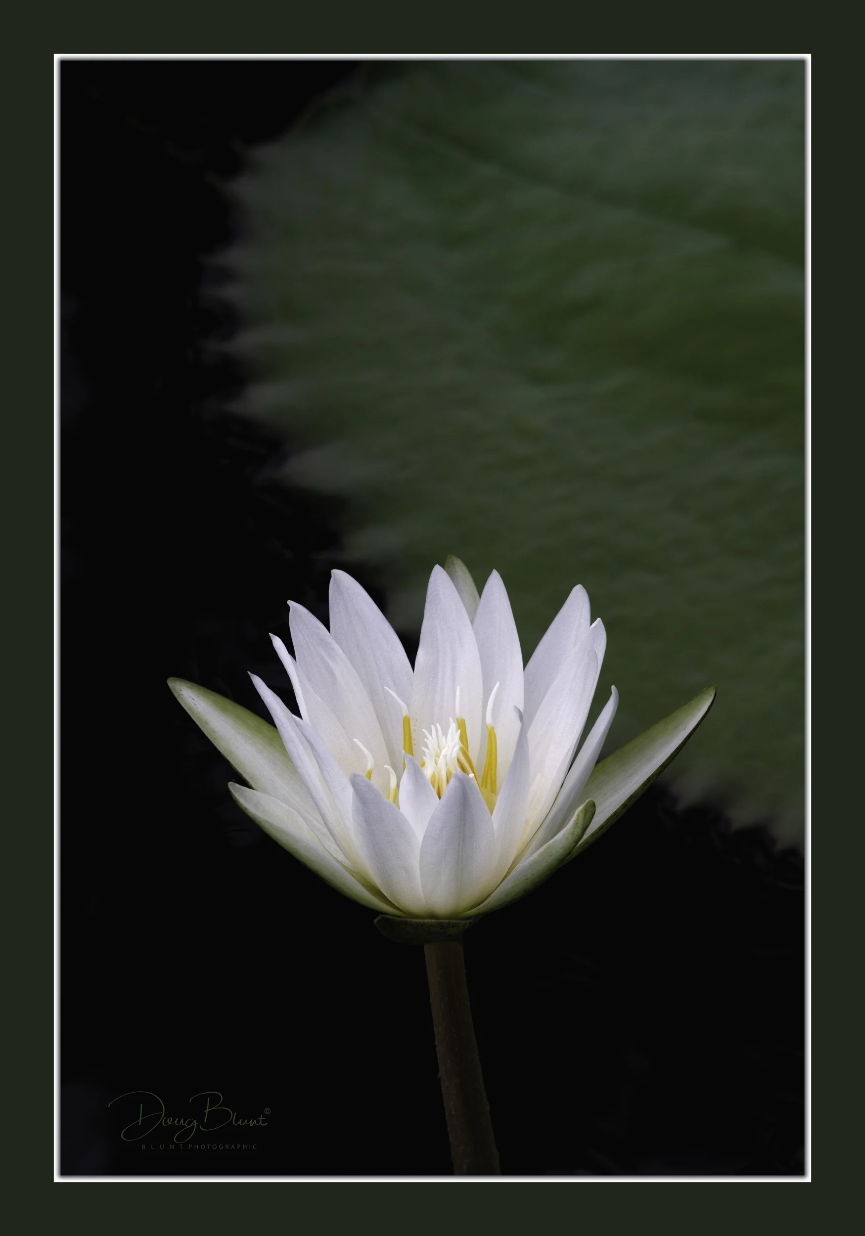 single-guardhouse-lily.jpg