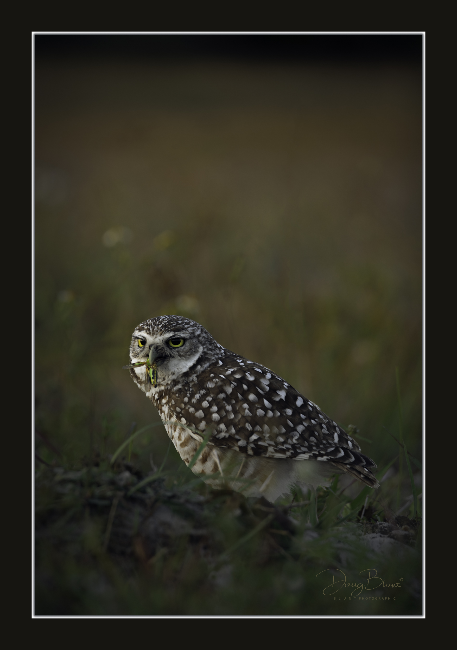 burrowing-owl-with-grasshopper.jpg