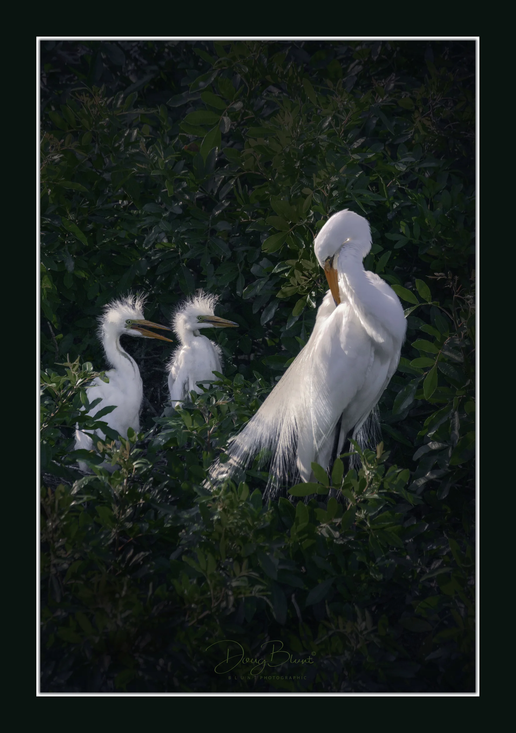 great-egret-family-4.jpg