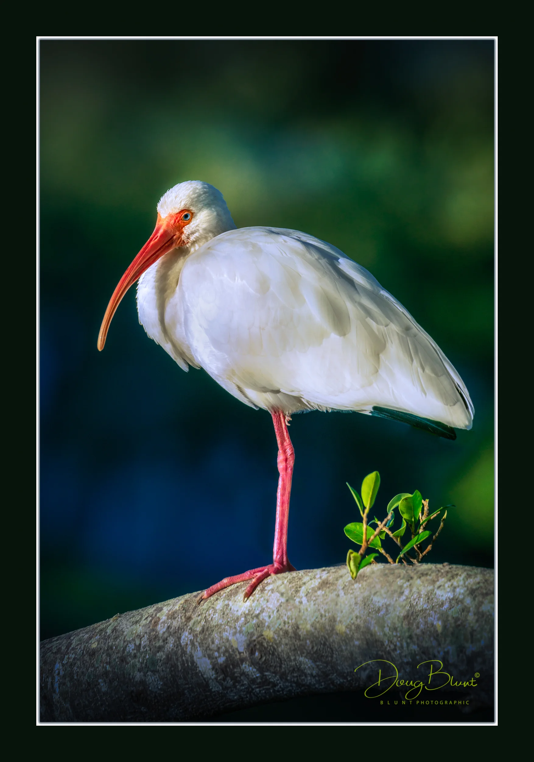 american-white-ibis-4.jpg