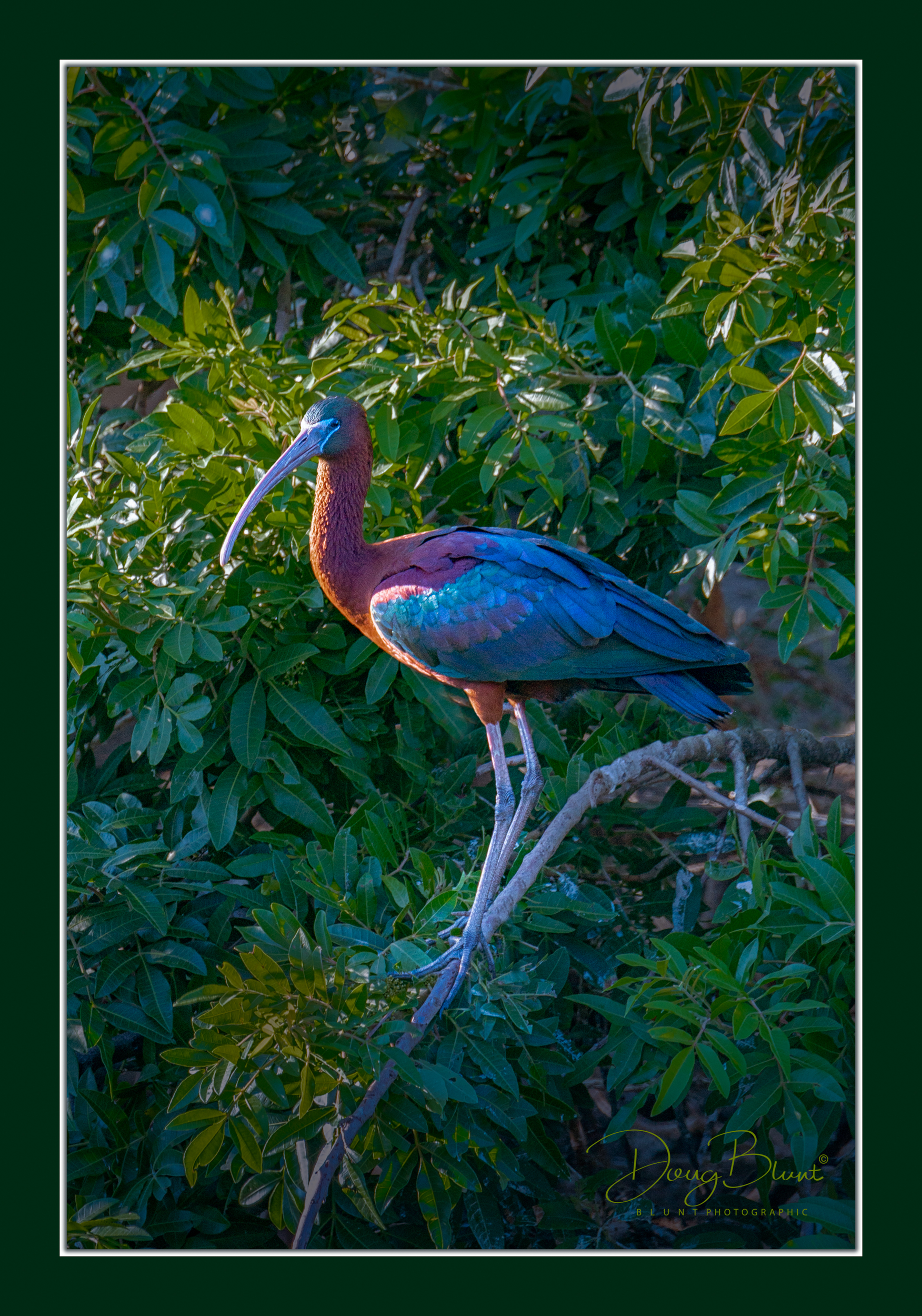 black-ibis-sized.jpg