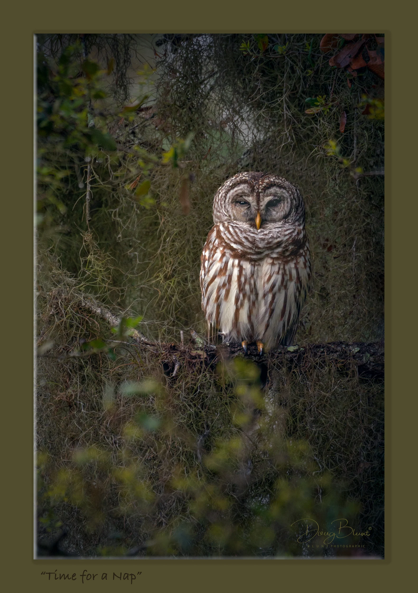time-to-nap-barred-owl.jpg