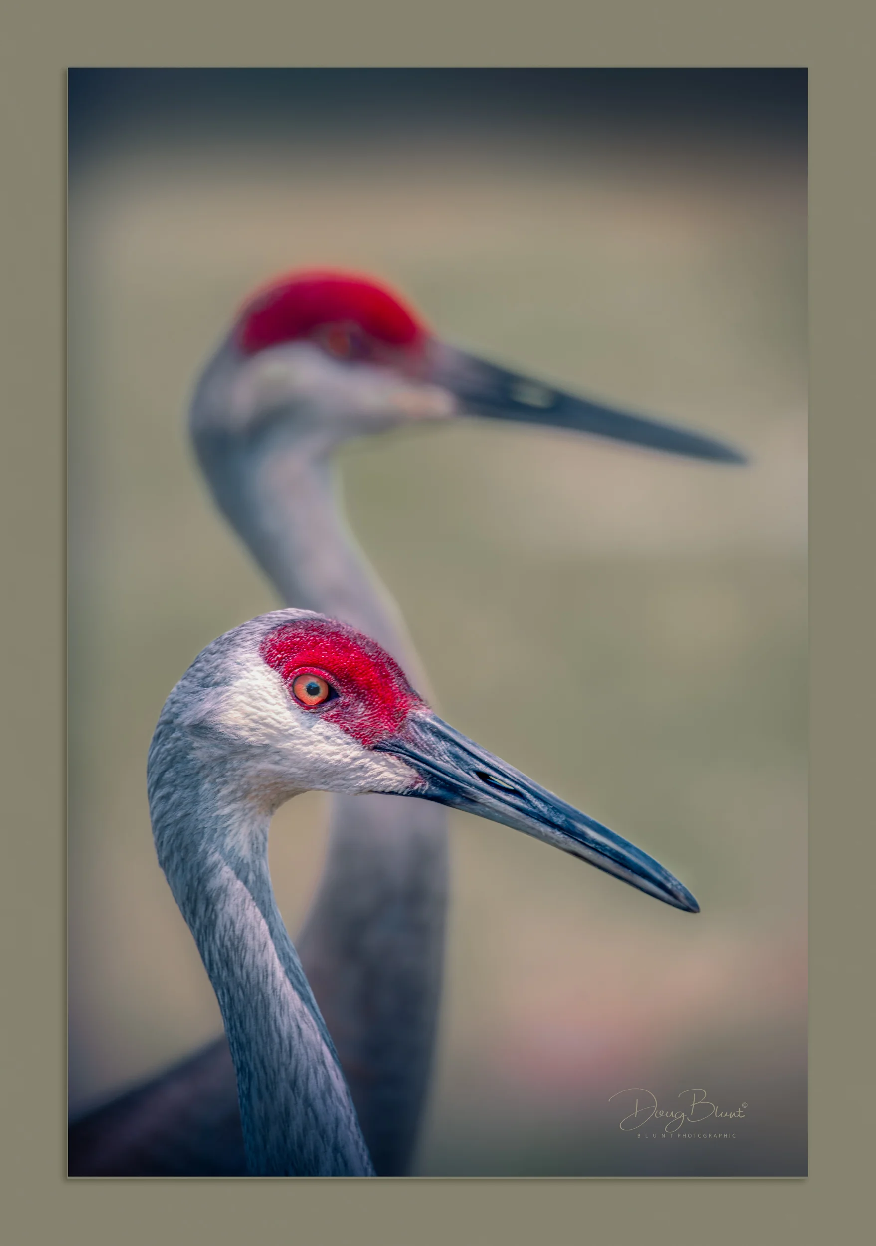sand-hill-crane-couple-3.jpg