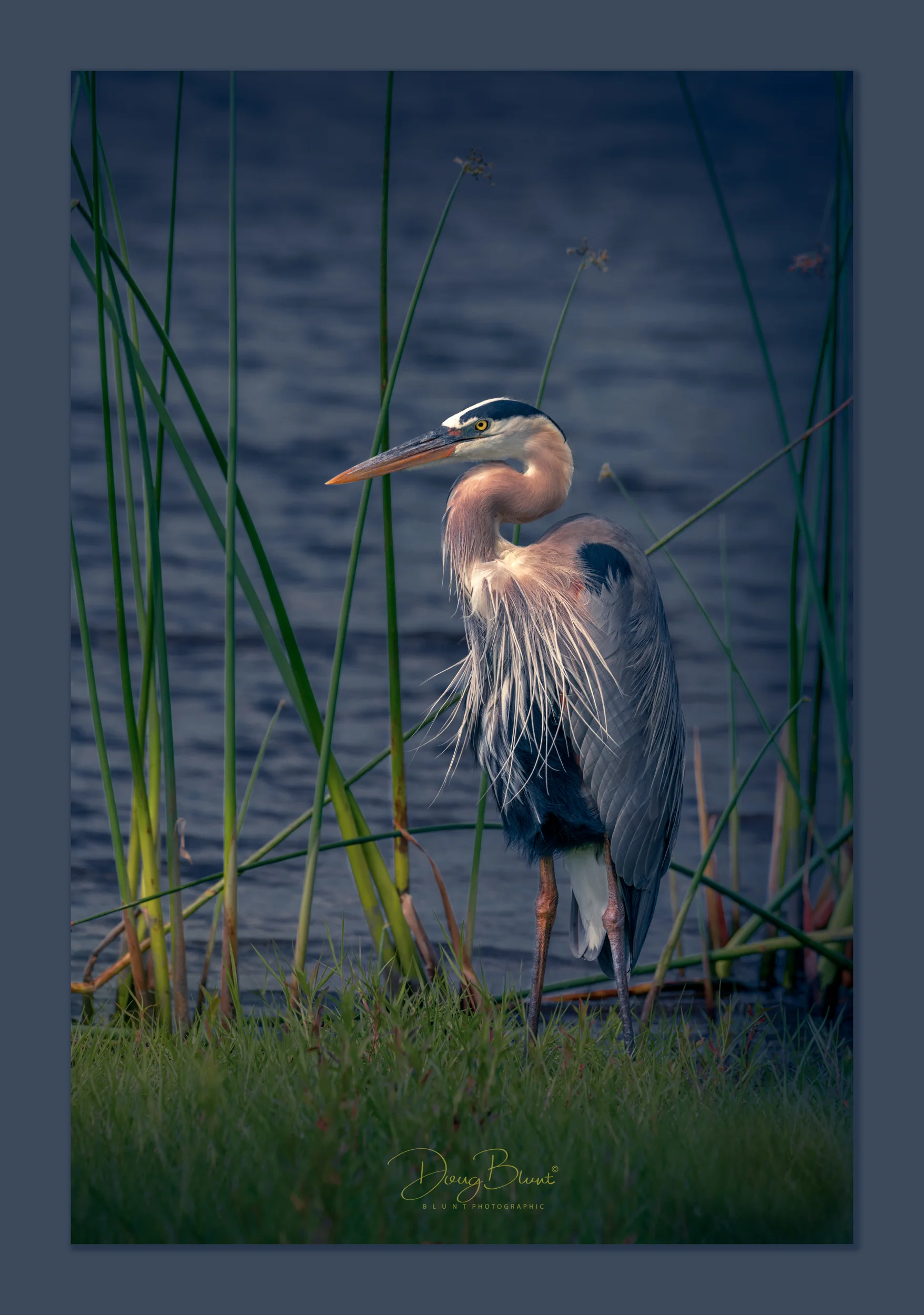 great-blue-heron-at-myakka-2.jpg