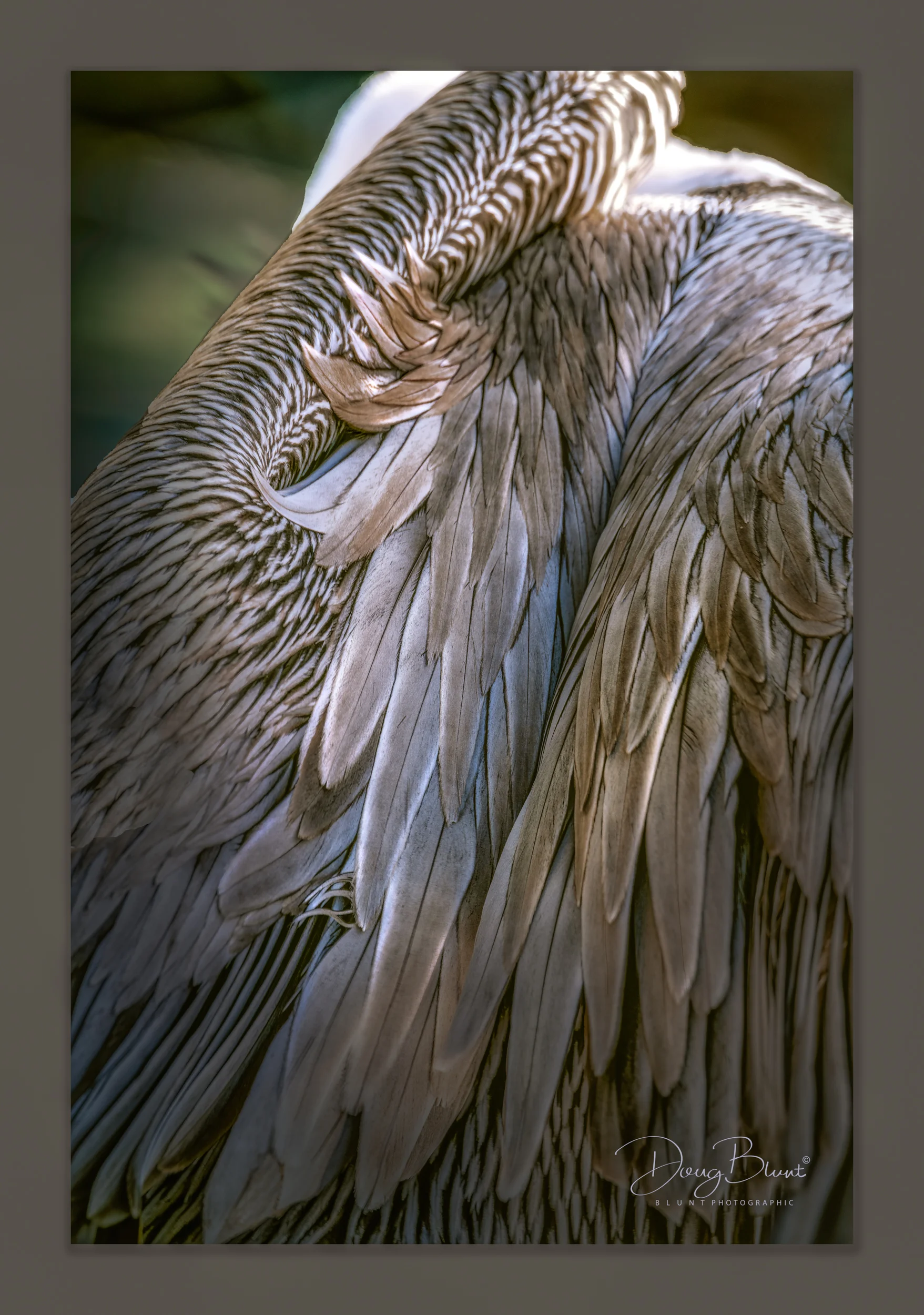 brown-pelican-feathers-3.jpg