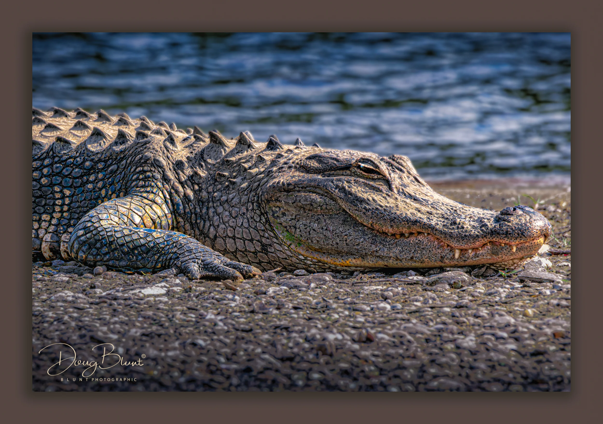 myakka alligator-2.jpg
