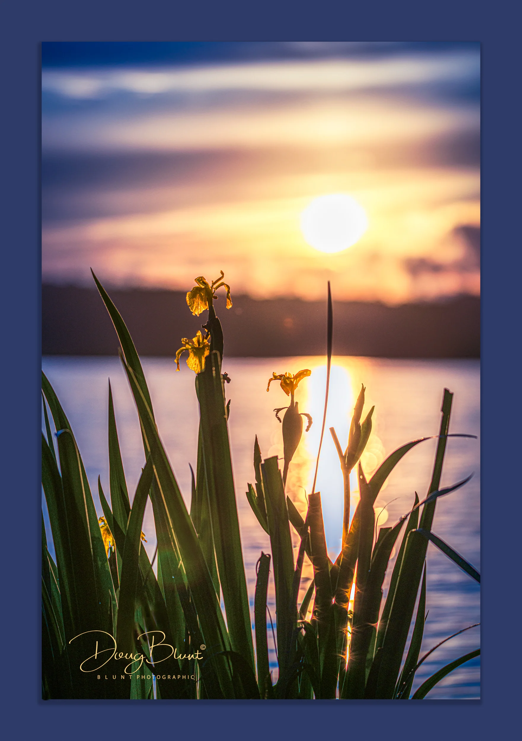 nimisila-lilies-brighter.jpg