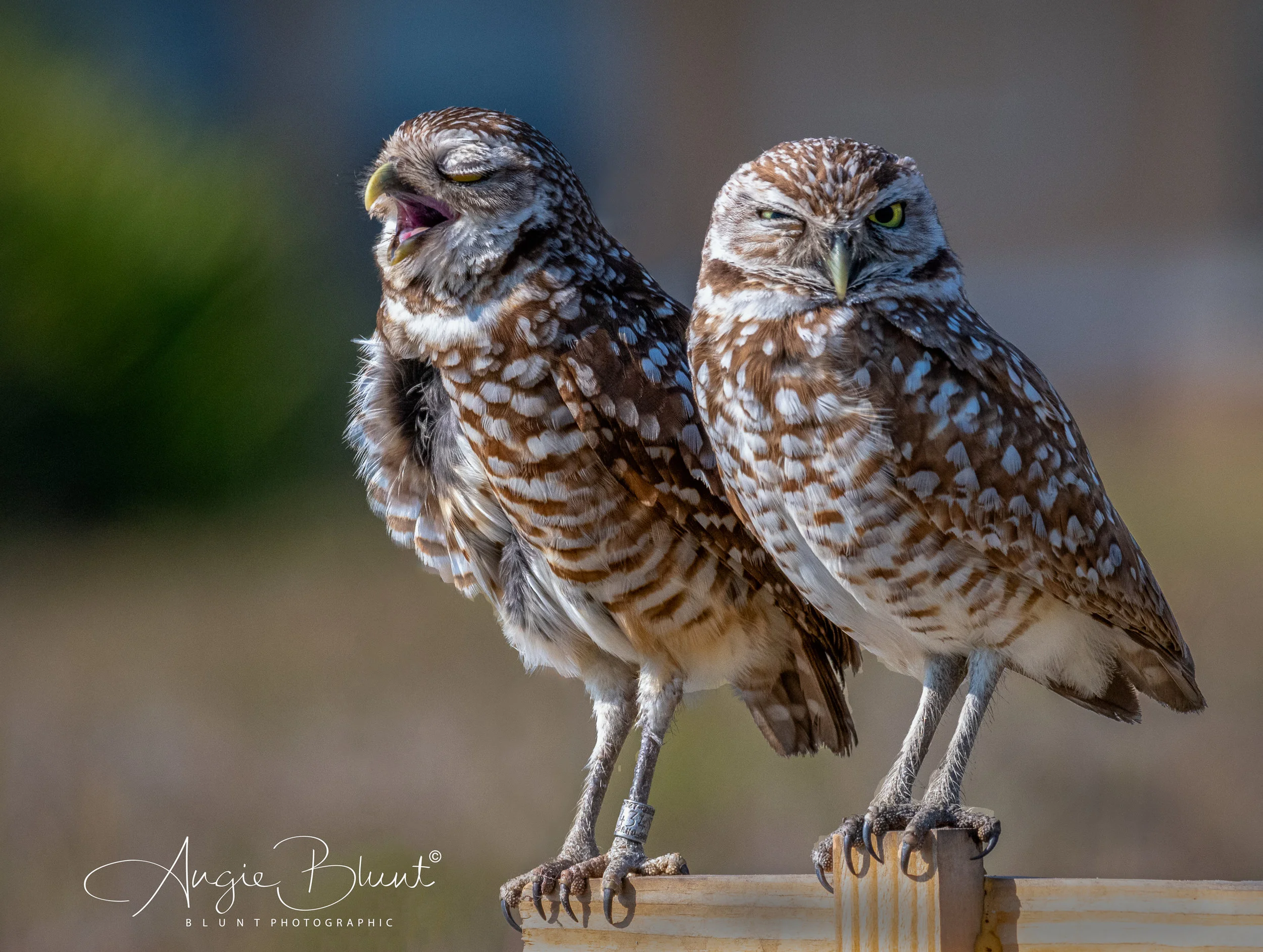 Burrowing Owls.jpg