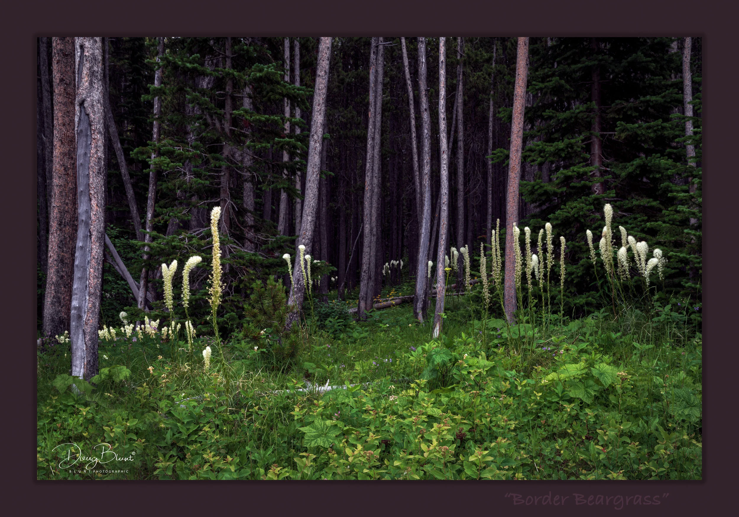 border-beargrass.jpg