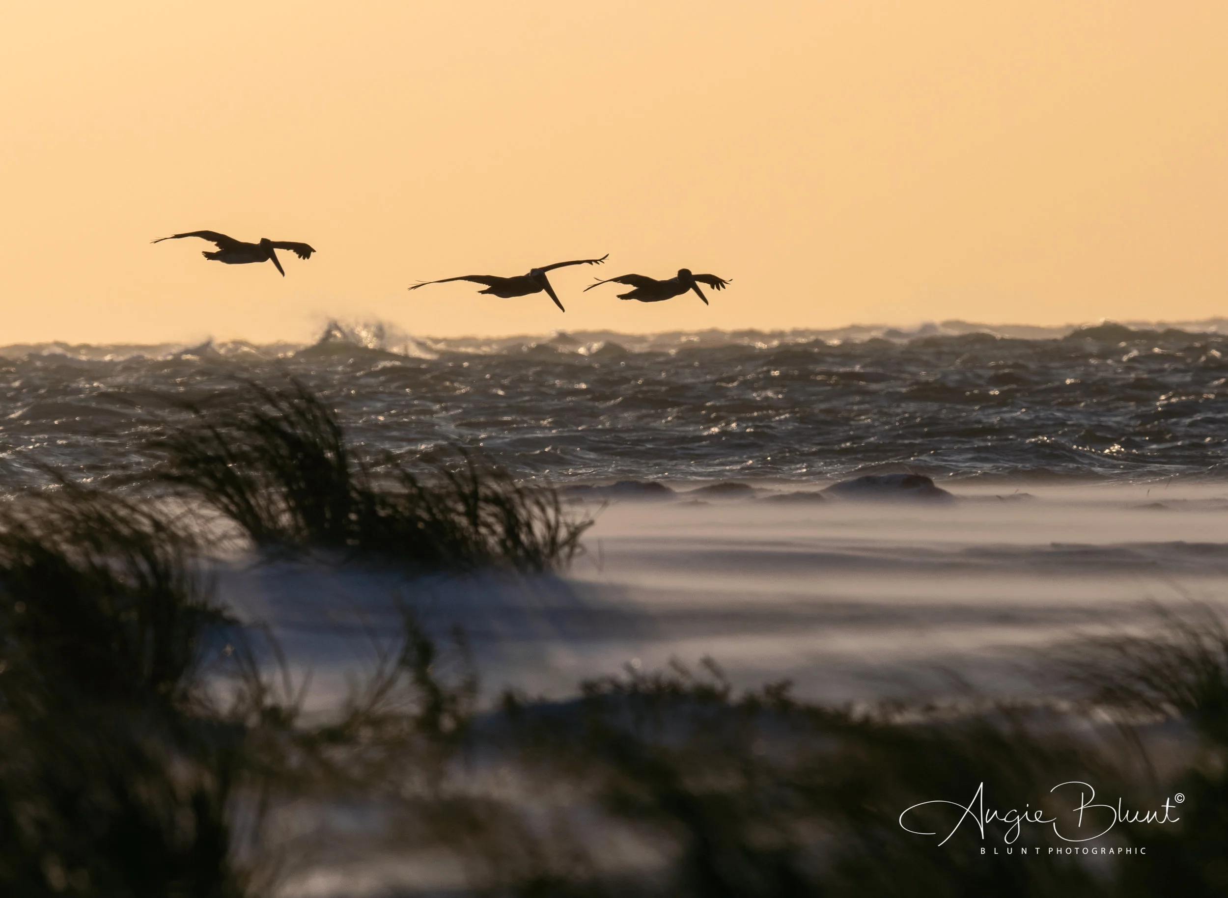 Bean Point Pelicans Sunset_.jpg