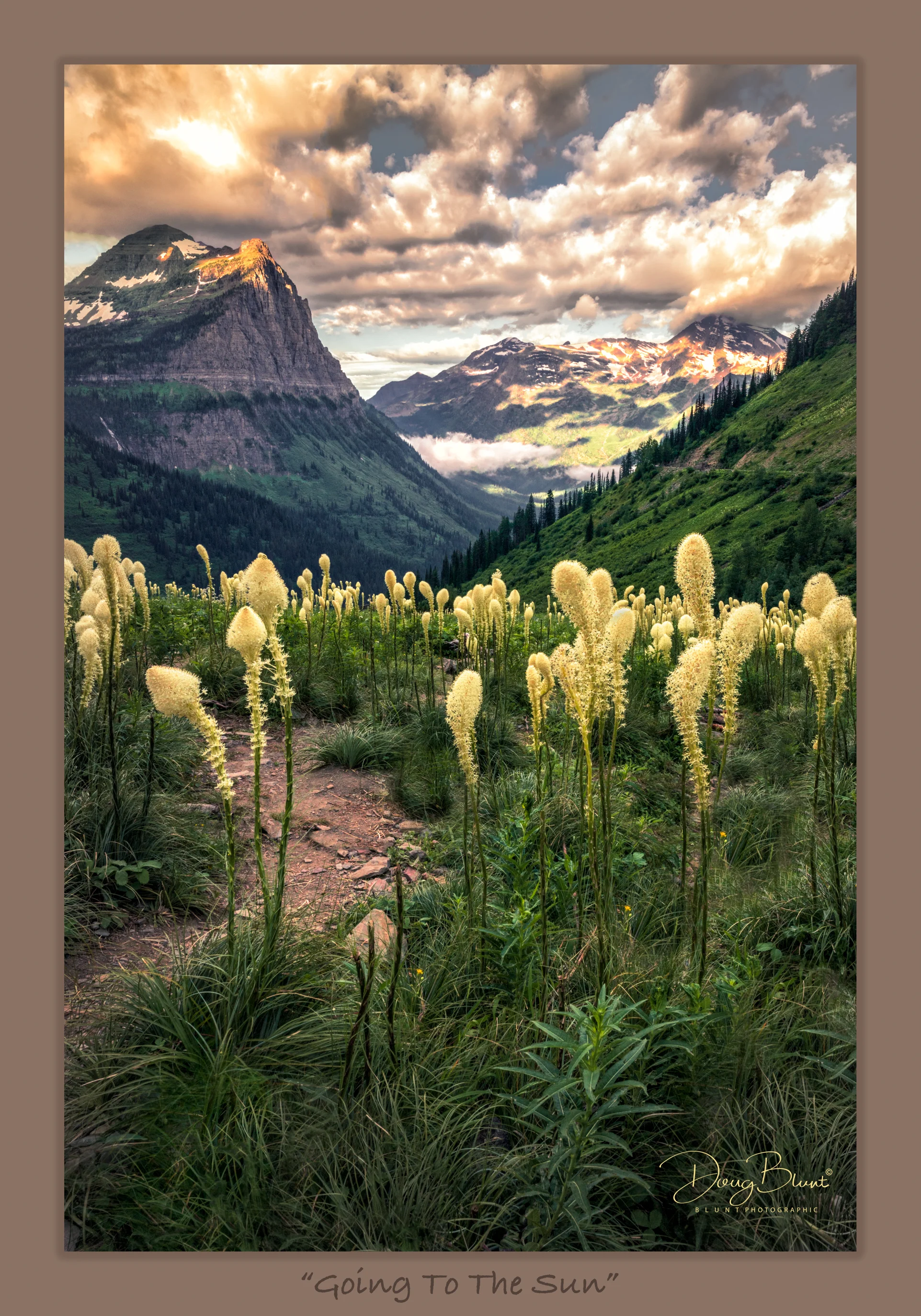 going-to-the-sun-beargrass.jpg
