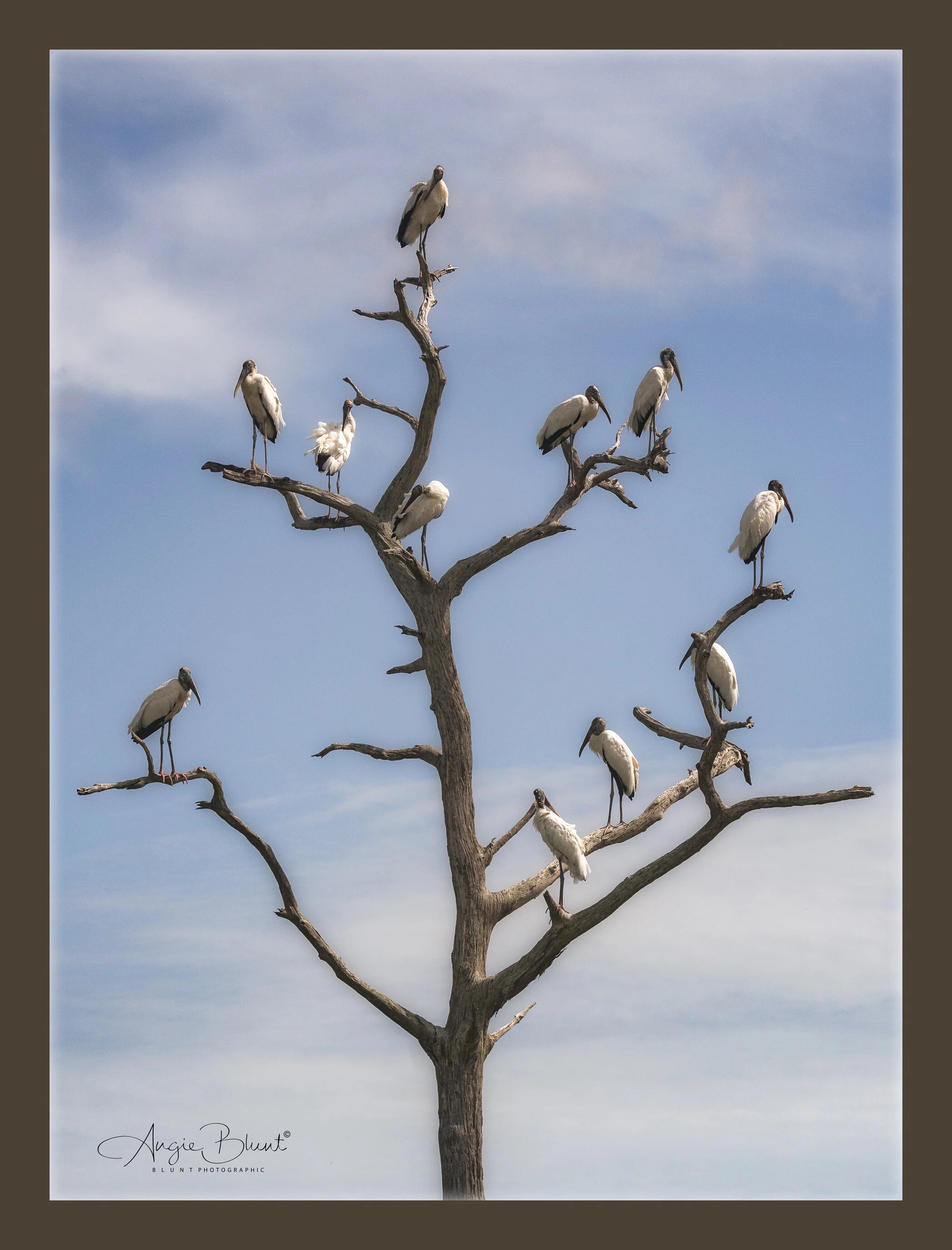 woodstorks.jpg