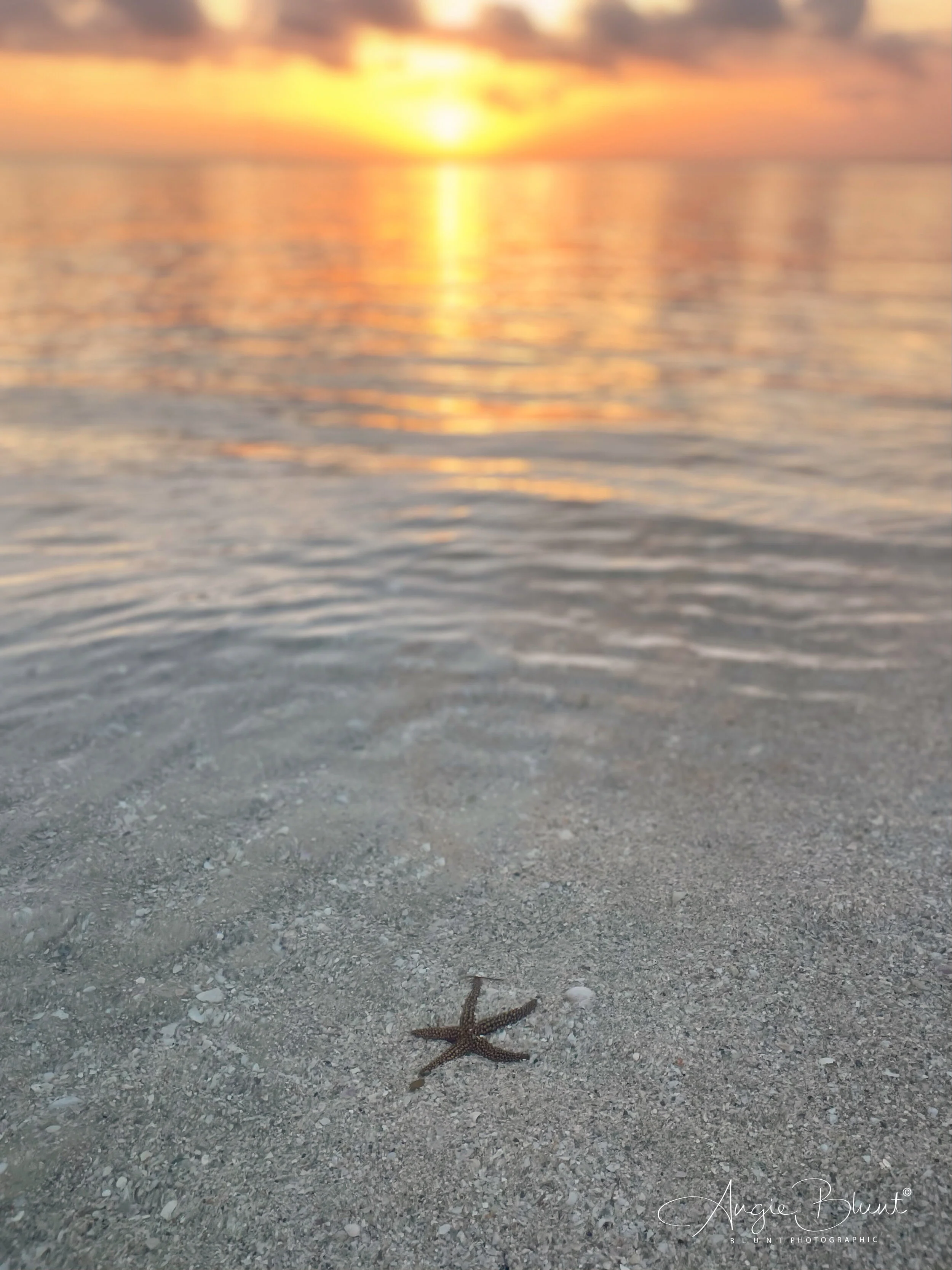 starfishsunrise041521.JPG