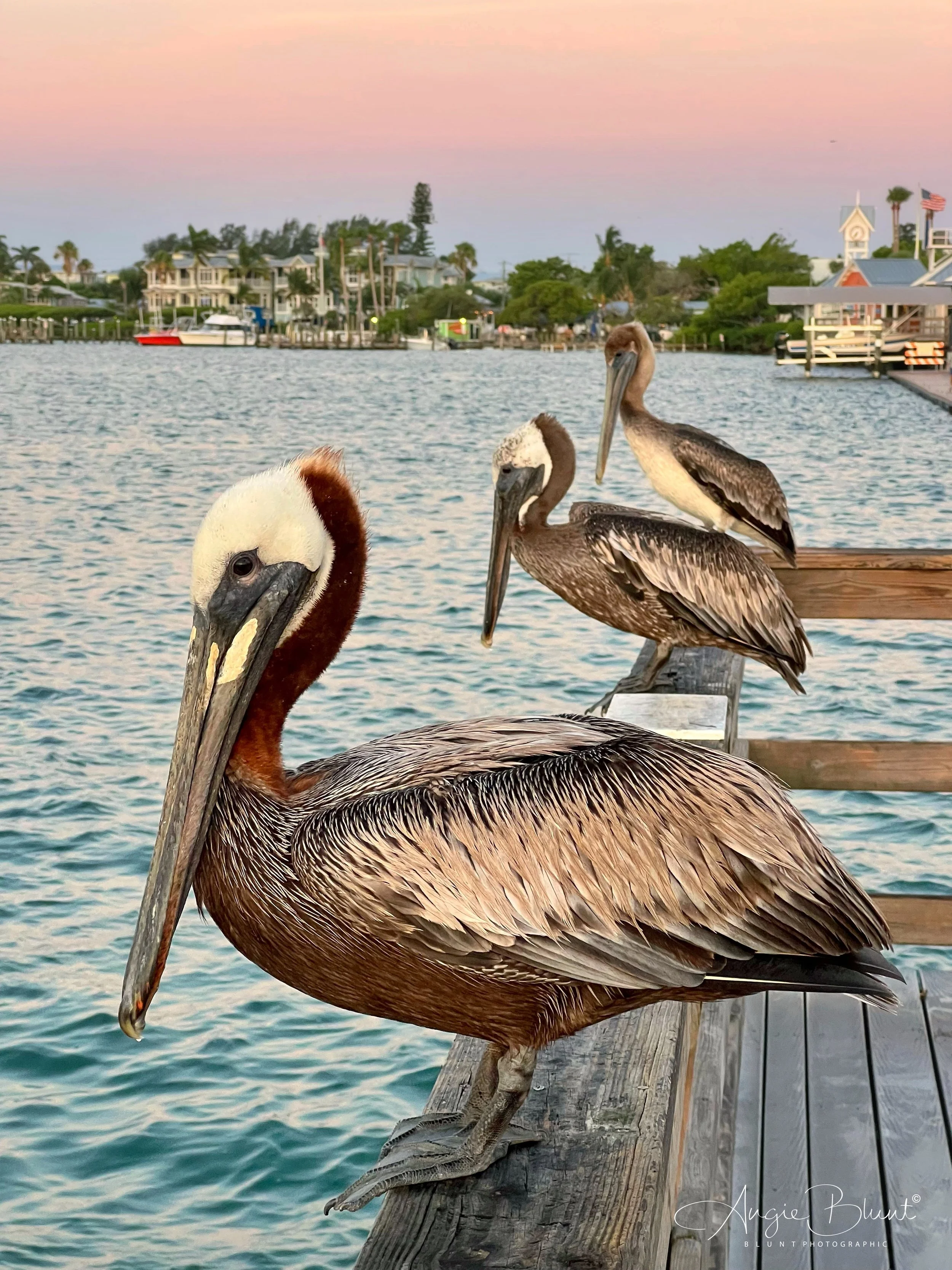 eZy Watermark_27-06-2022_07-06-54AM.JPG